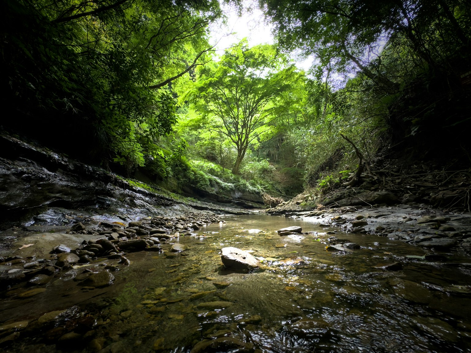 Pemandangan sungai yang indah dikelilingi oleh pepohonan hijau subur dengan batu dan air yang mengalir