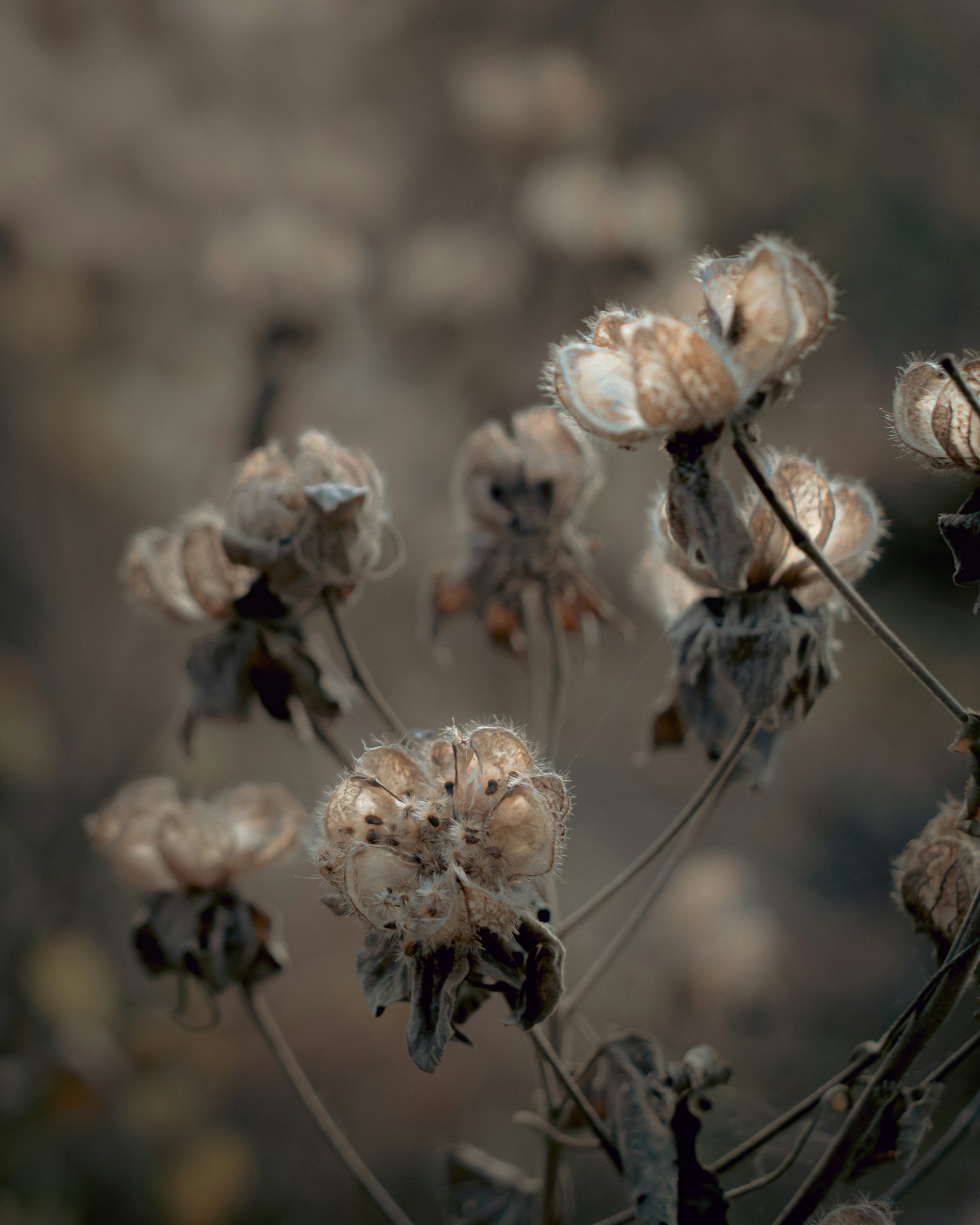Dried flower plants illuminated by soft light