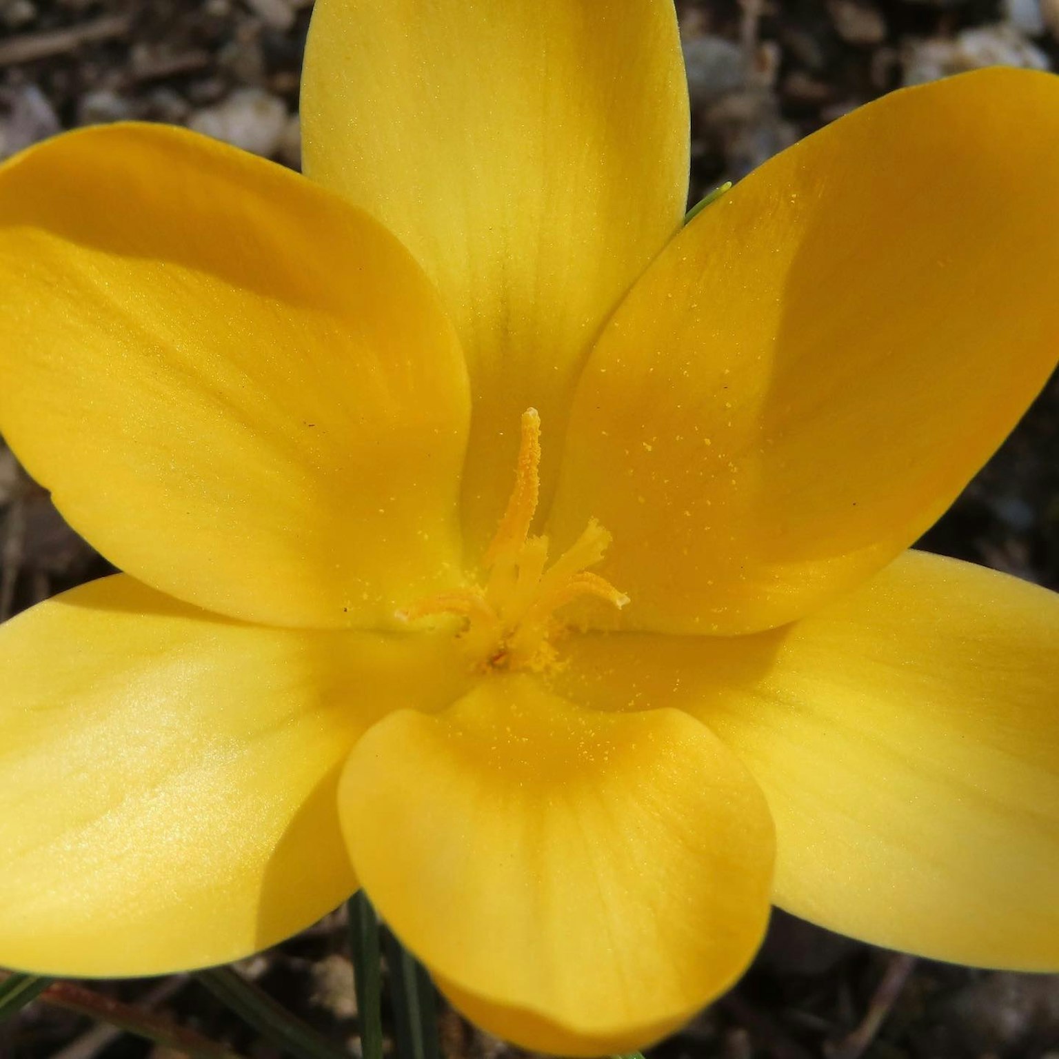 Primo piano di un vivace fiore di crocus giallo