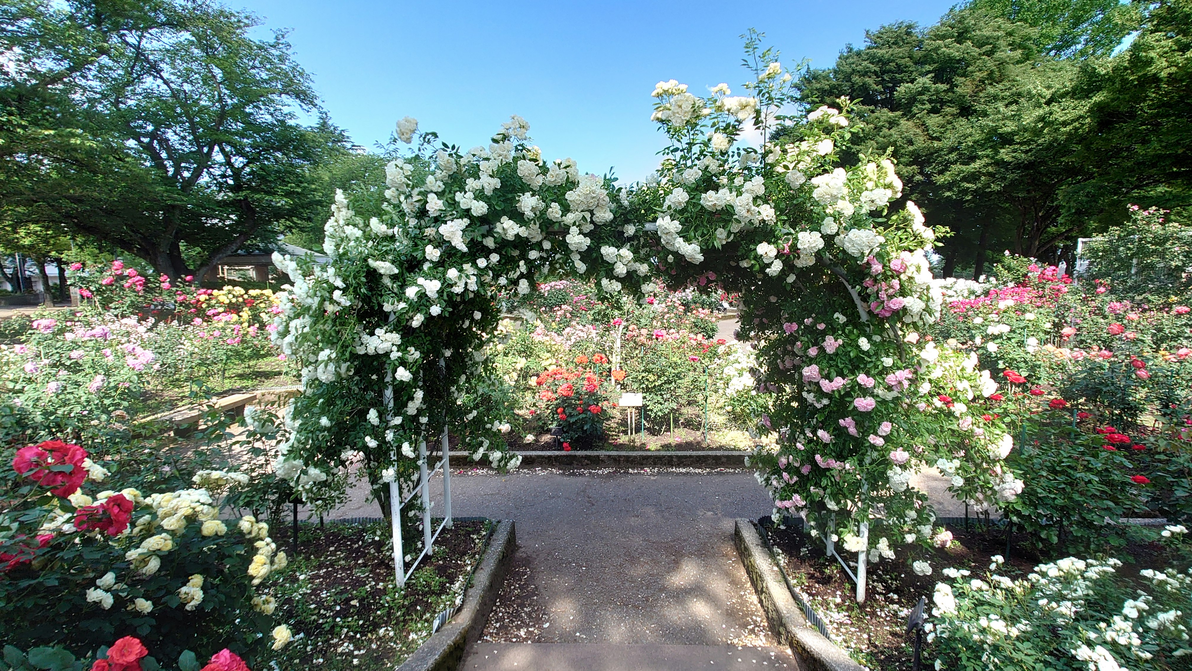 garden pathway lined with blooming flowers