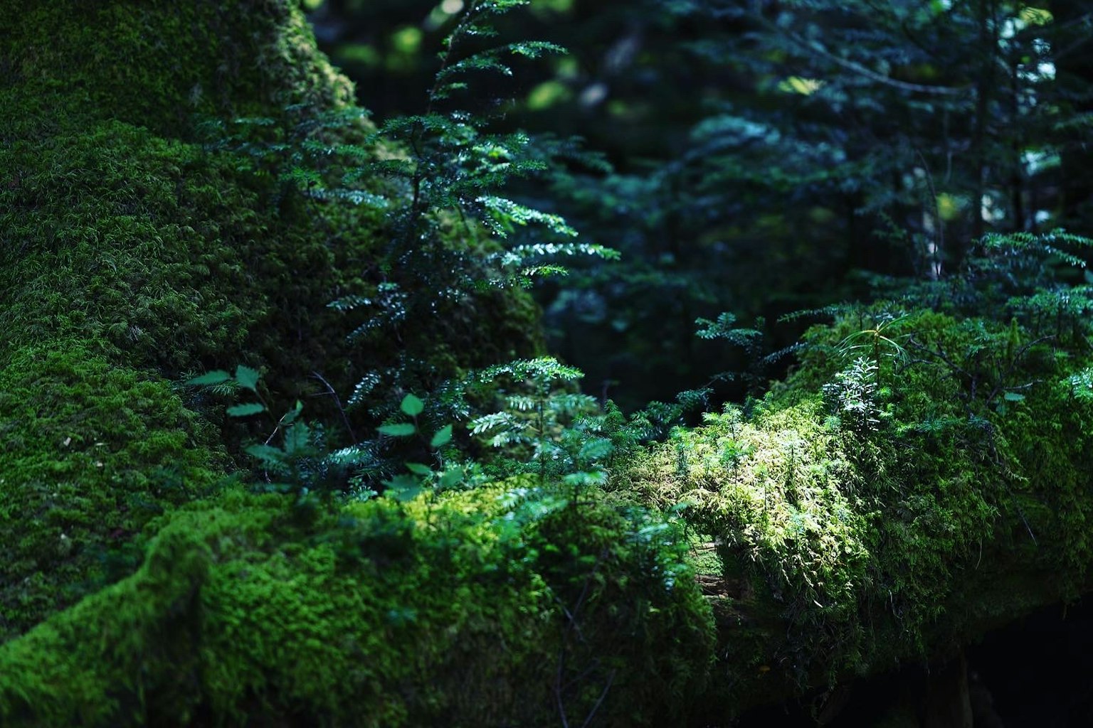 Primo piano di un tronco d'albero coperto di muschio con piccole piante