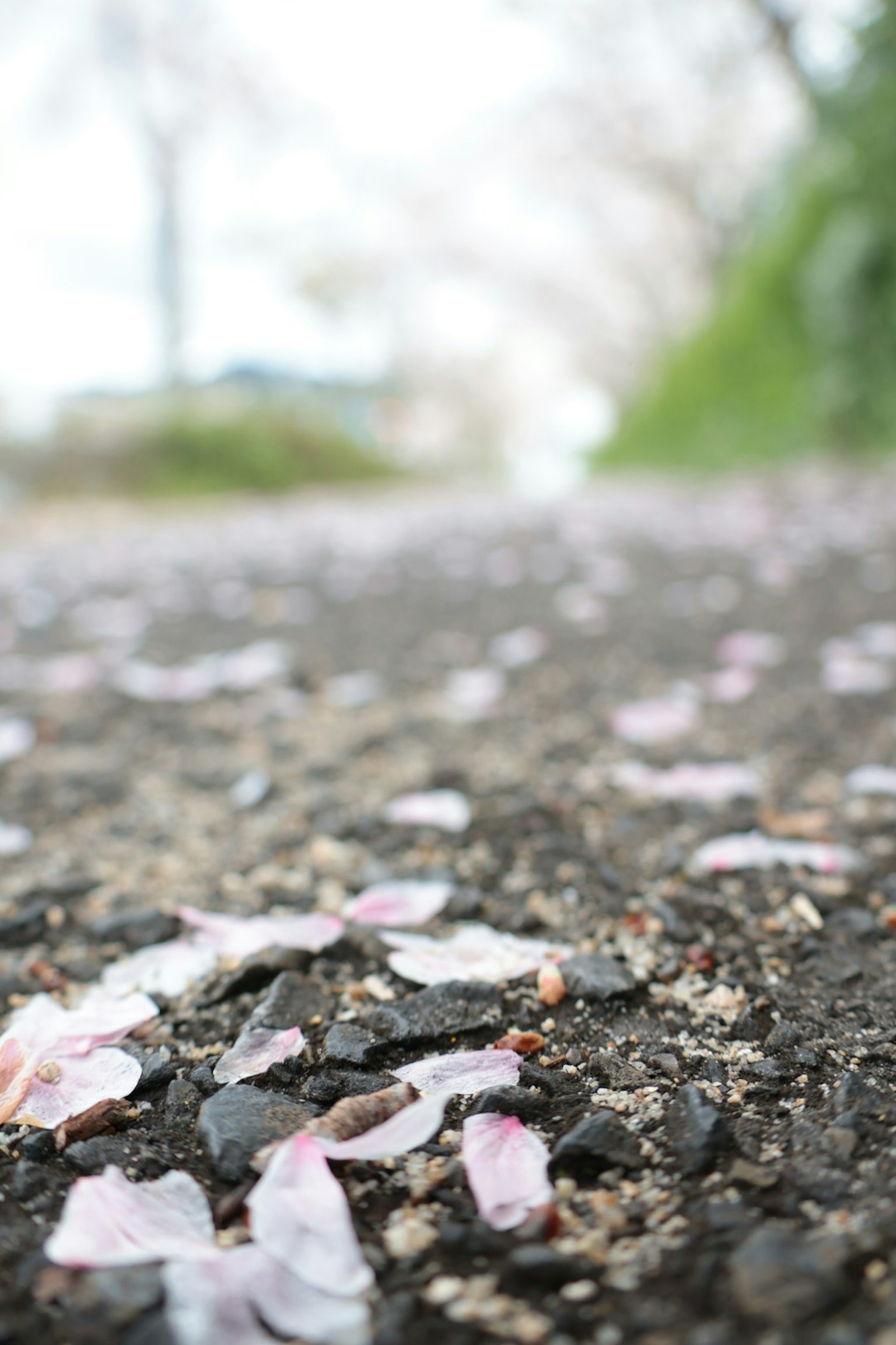A pathway covered with scattered cherry blossom petals