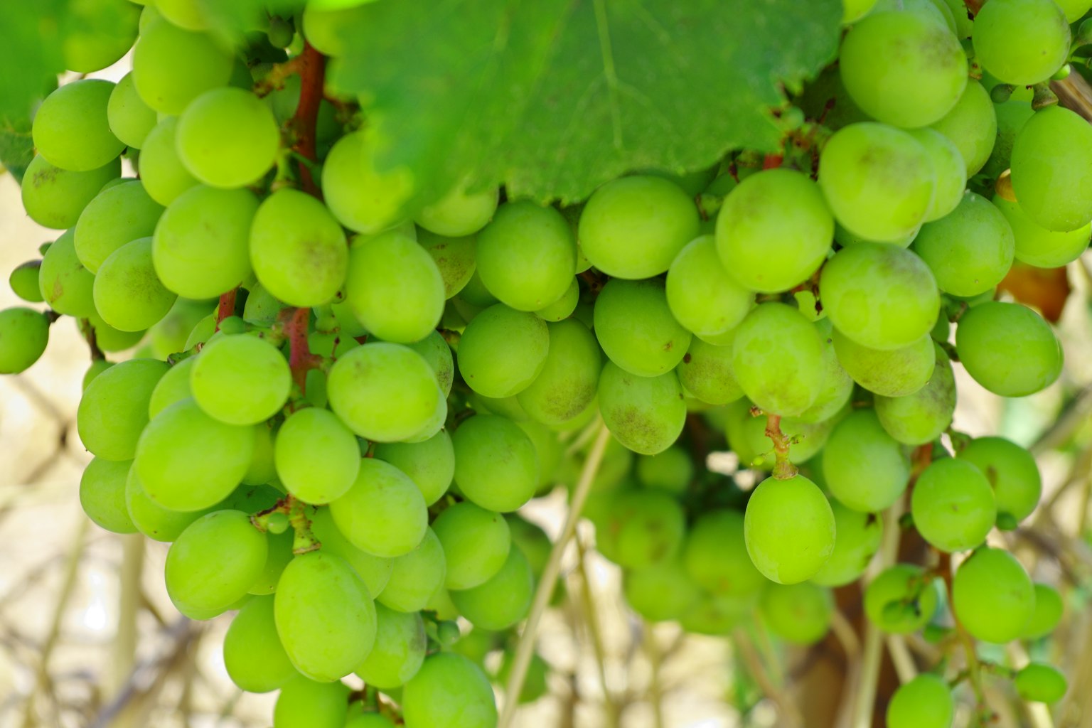 Grappes de raisins verts suspendues près des feuilles