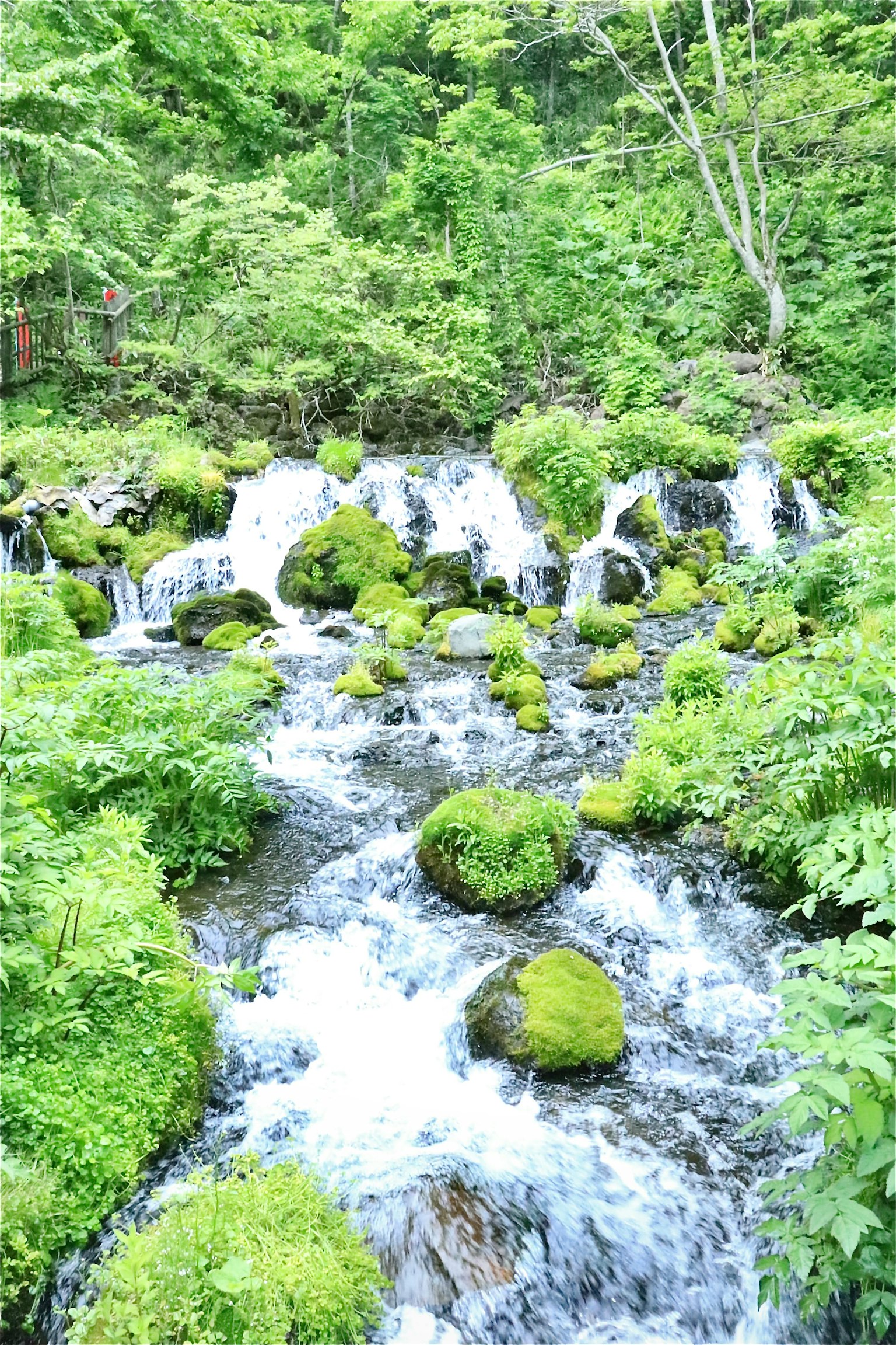 A flowing stream surrounded by greenery and moss-covered rocks