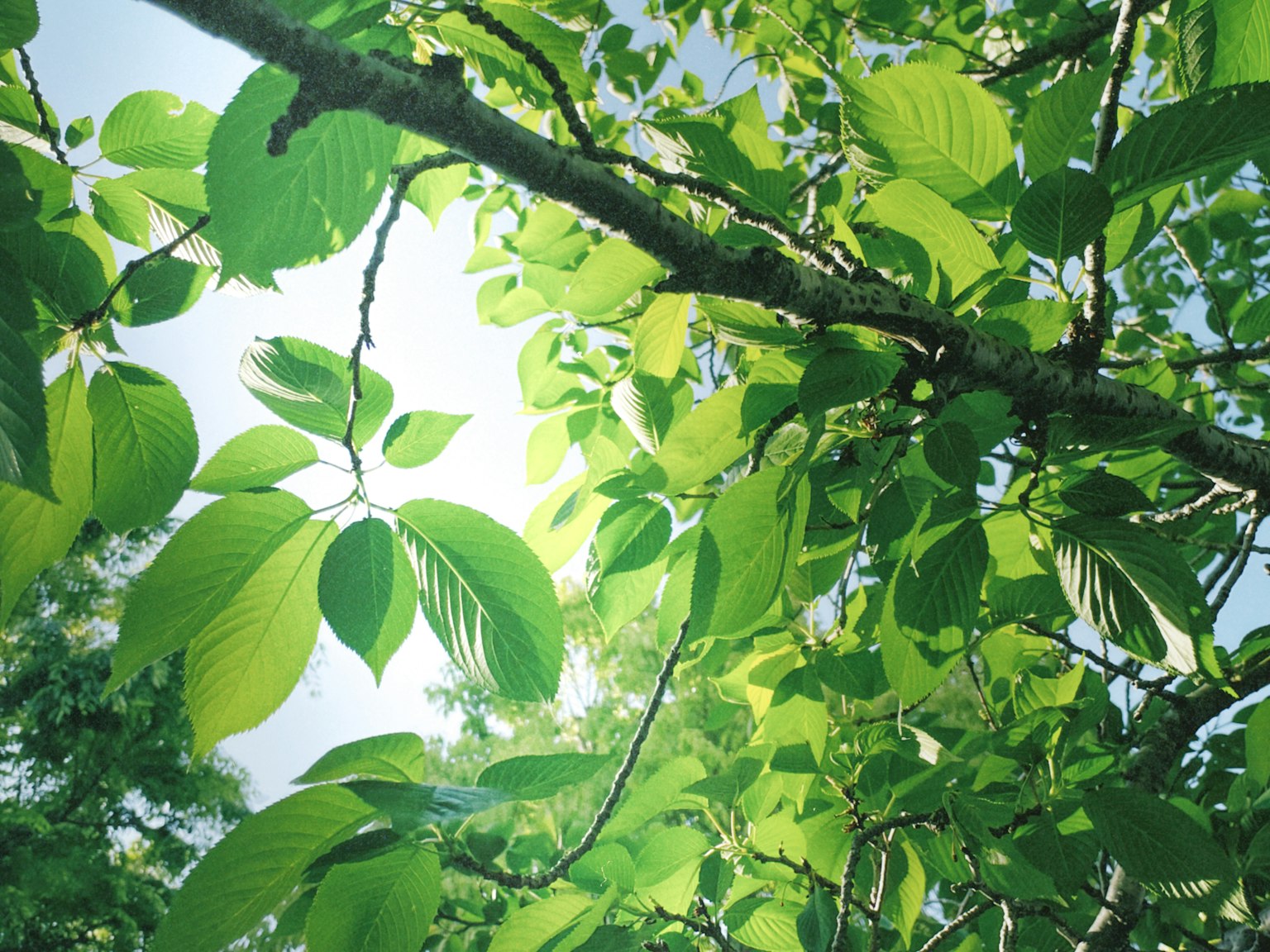 Branch with lush green leaves against a bright sky