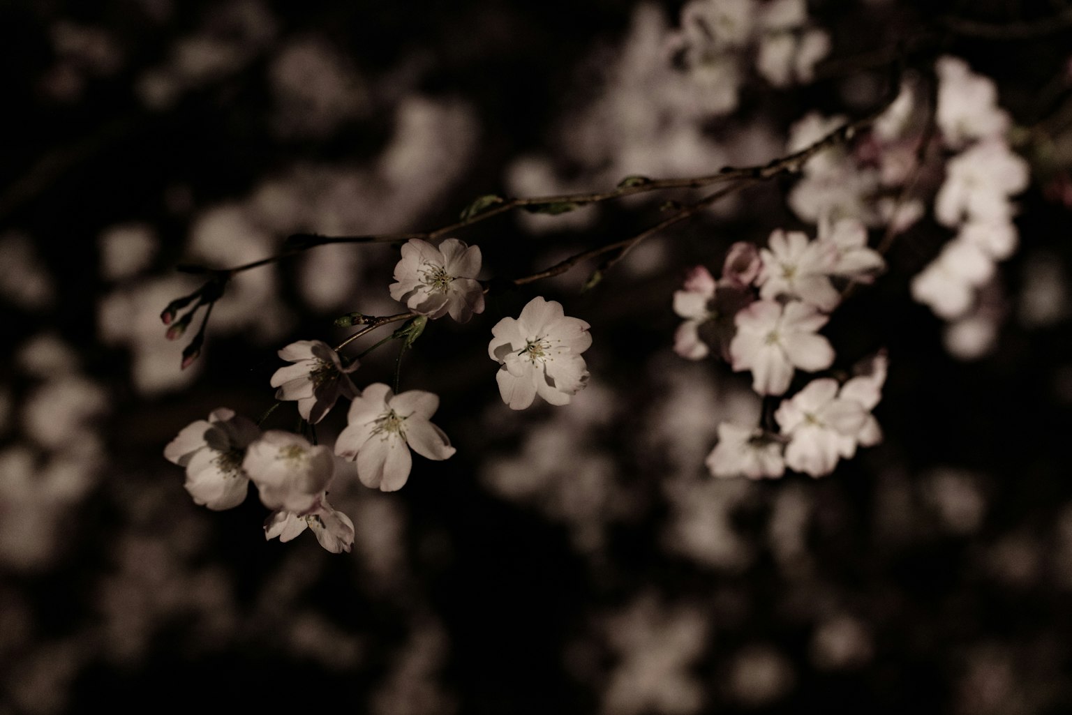 Primer plano de flores blancas floreciendo contra un fondo oscuro