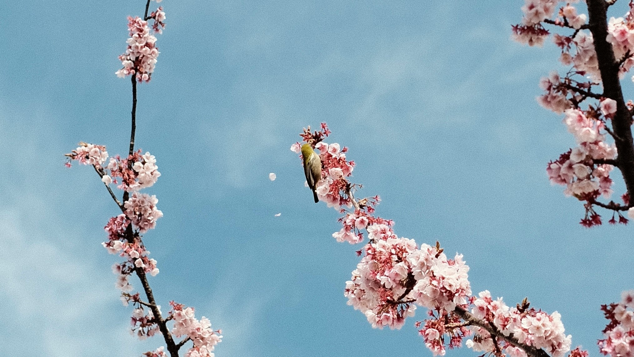 青空に咲く桜の枝と花びら