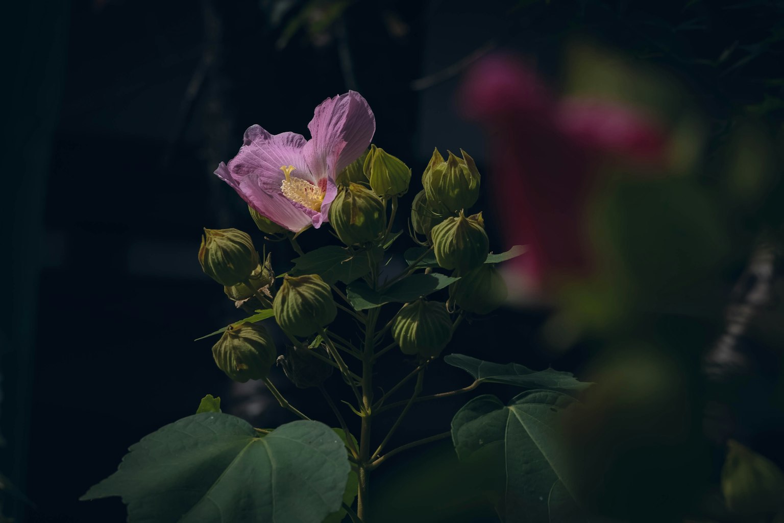 Acercamiento de una planta con una flor morada pálida y botones