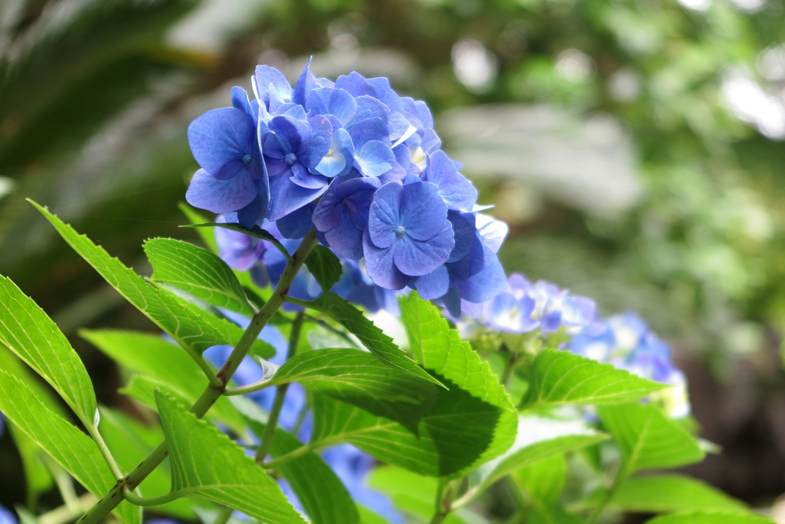Close-up of blue flowers with green leaves