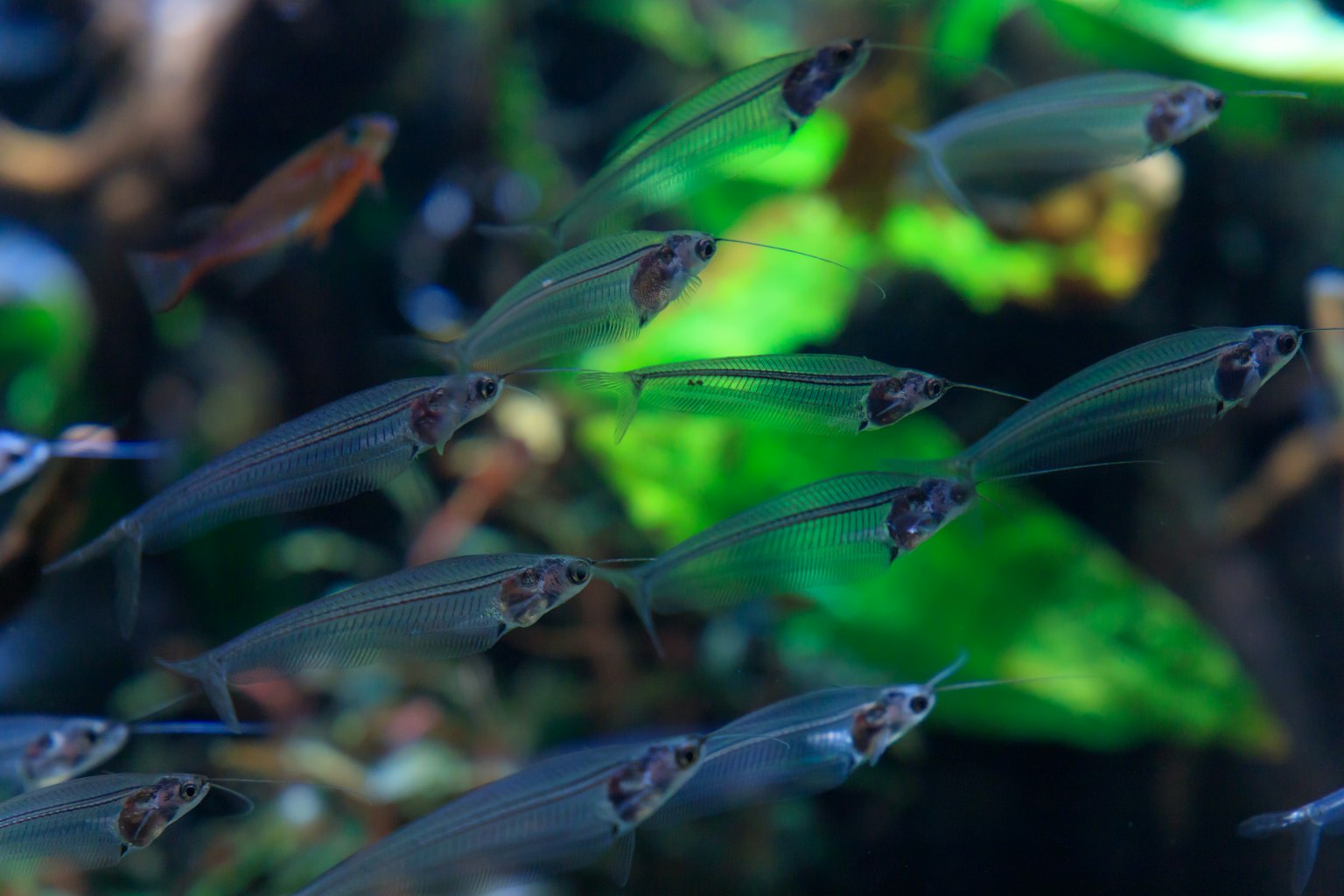 Sekelompok ikan transparan berenang di akuarium dengan tanaman hijau