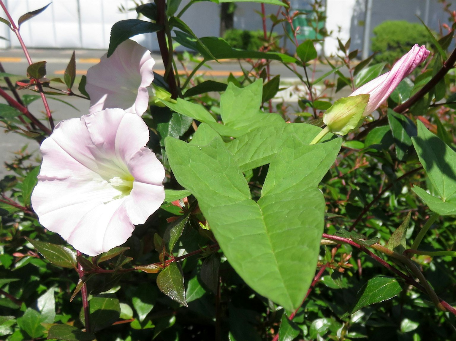 Plante avec des fleurs roses claires et des feuilles vertes