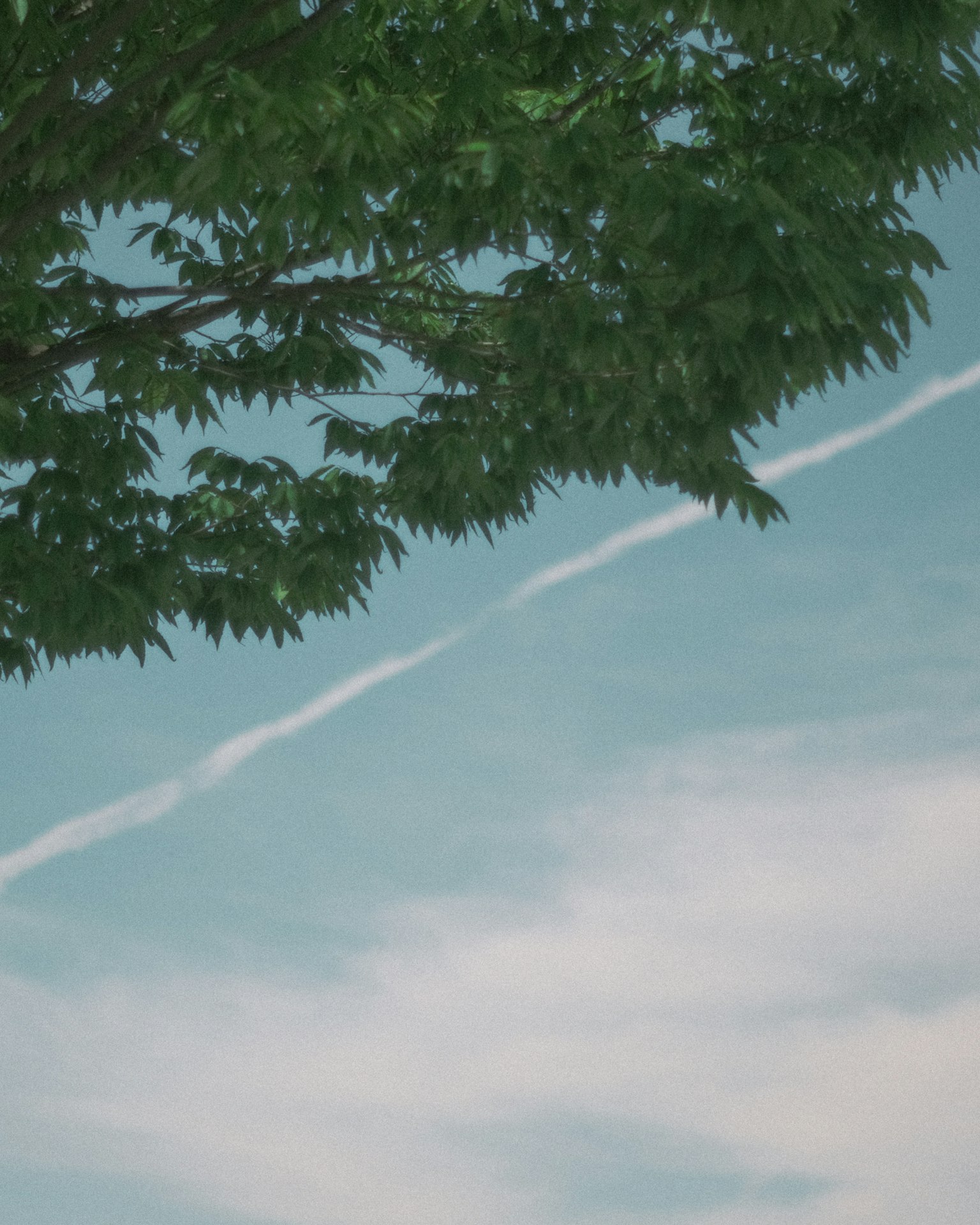 Hojas verdes bajo un cielo azul con nubes