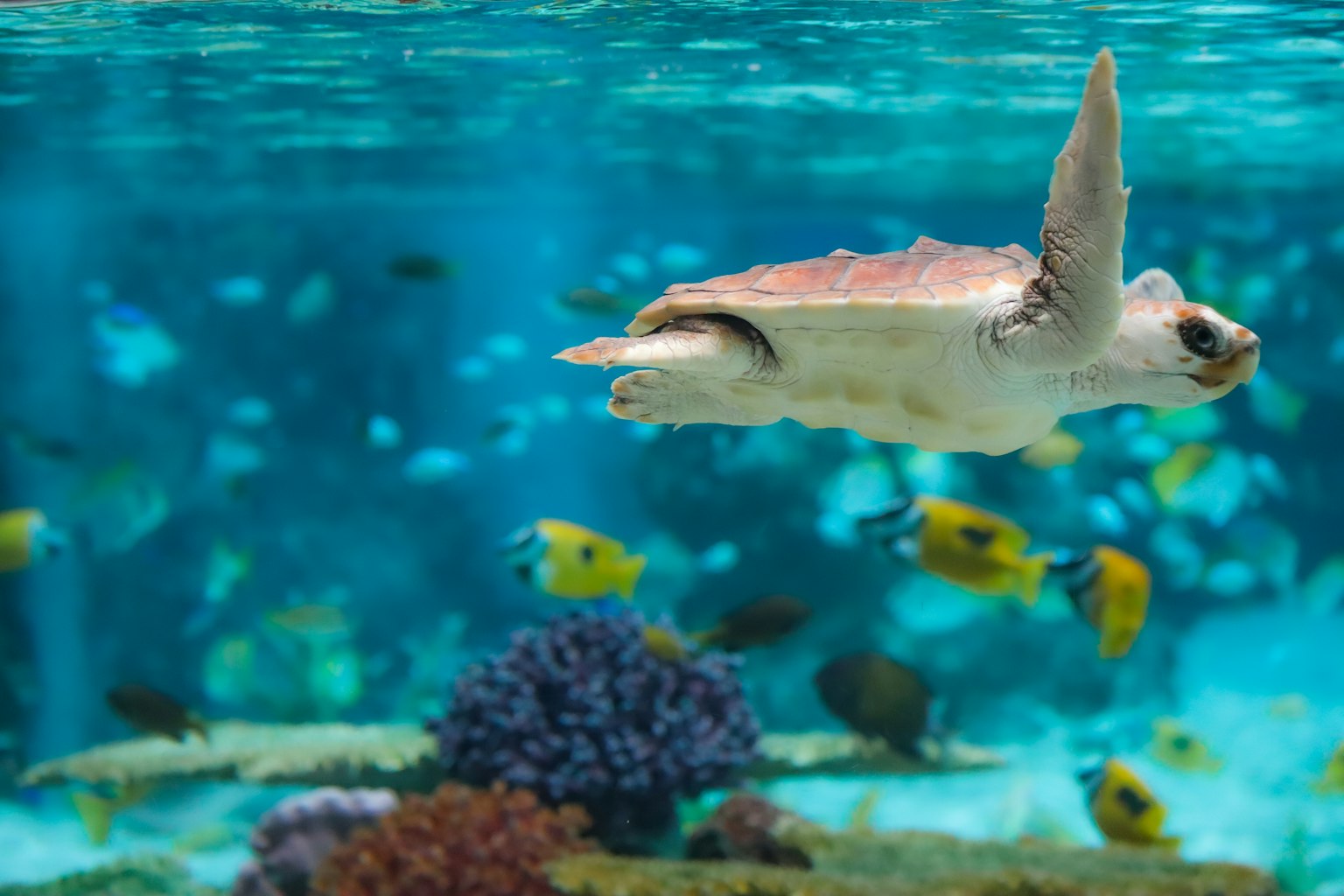 เต่าทะเลว่ายน้ำอย่างสง่างามท่ามกลางปลาสีสันสดใสในฉากใต้น้ำที่มีชีวิตชีวา