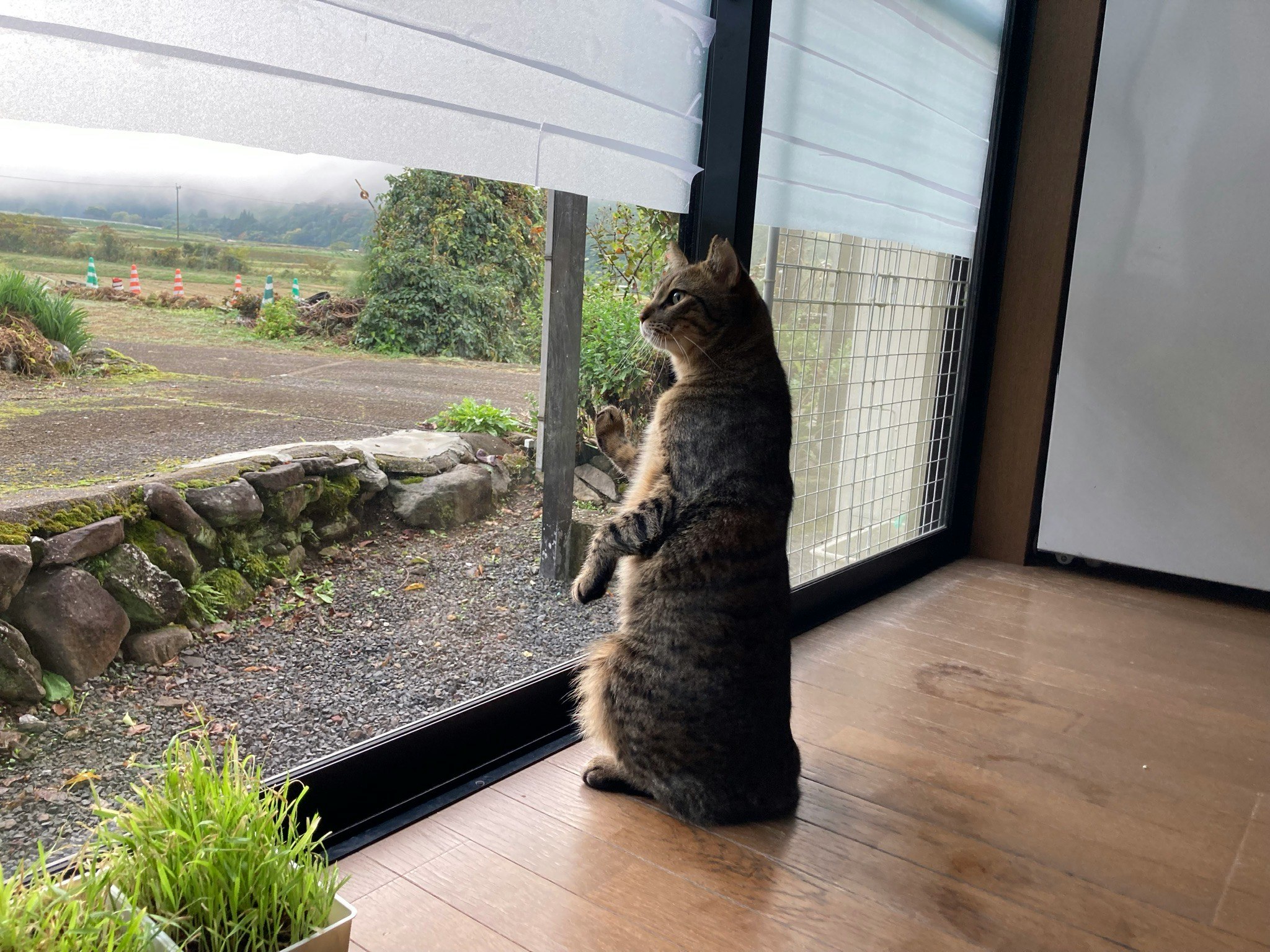 窓辺で外を見つめる猫と室内の床