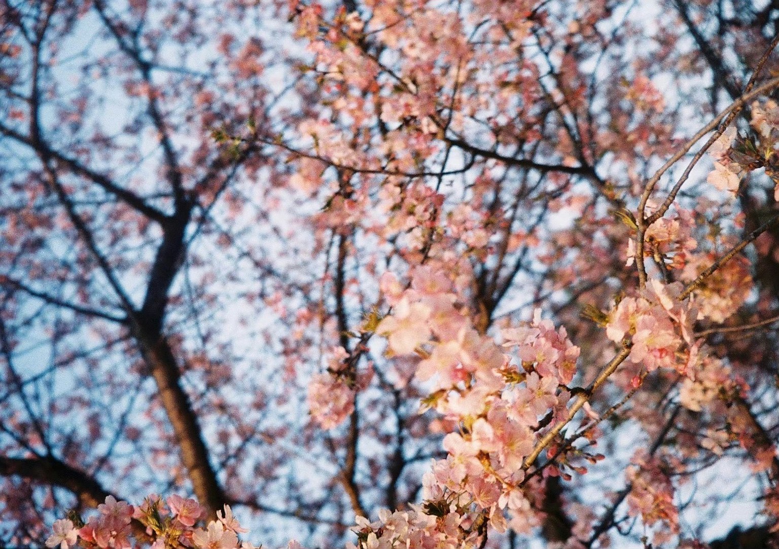 Close-up cabang bunga sakura dengan bunga pink