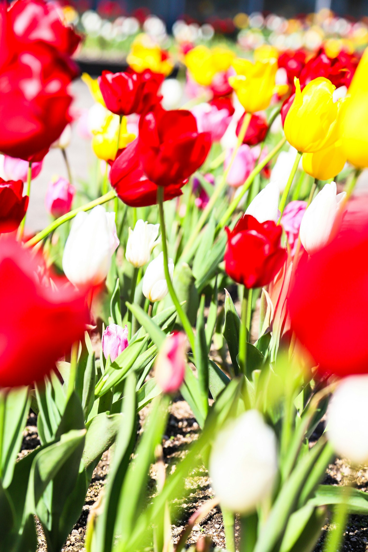 Un parterre de fleurs vibrant rempli de tulipes rouges jaunes et blanches