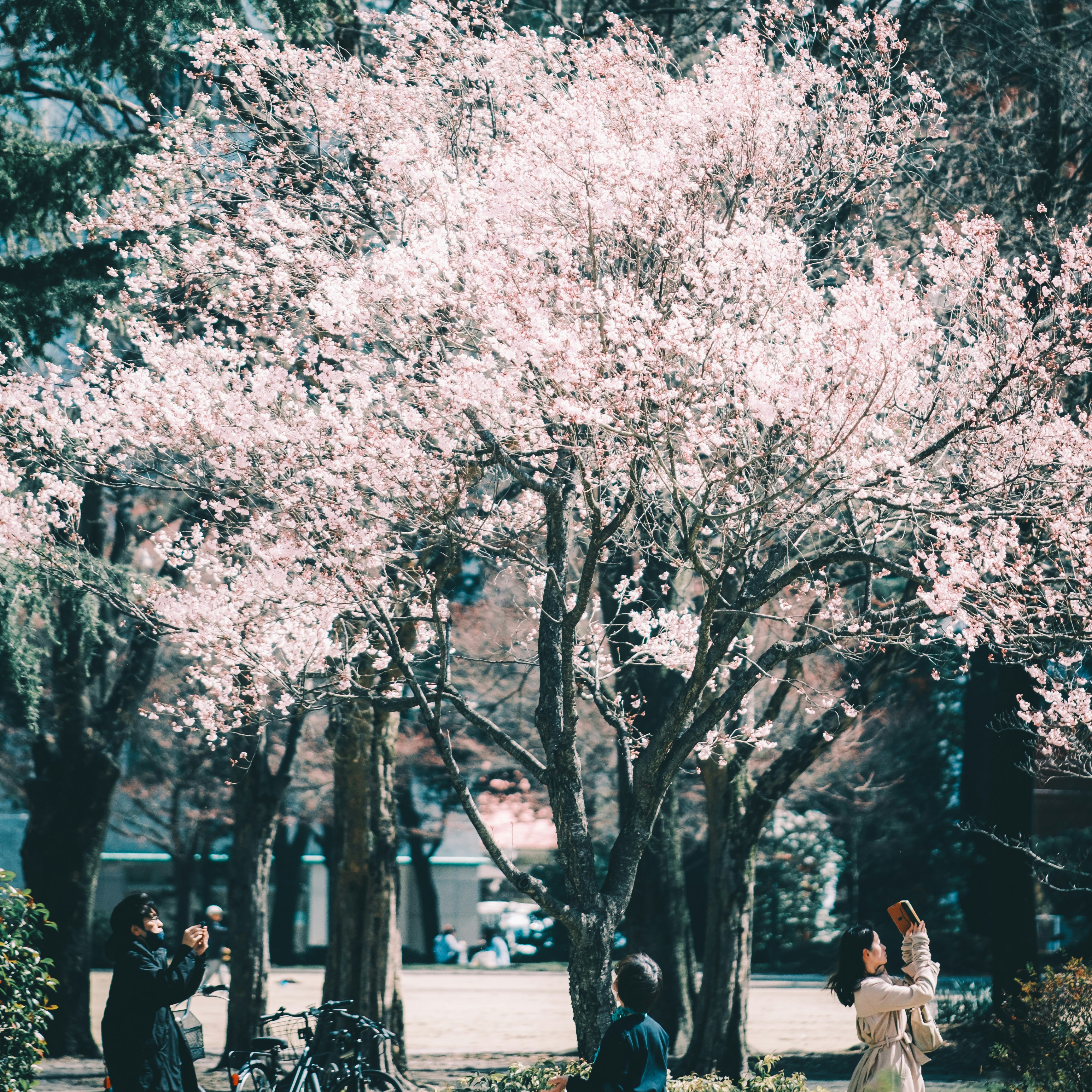 桜の並木と花見の人々のある公園の風景