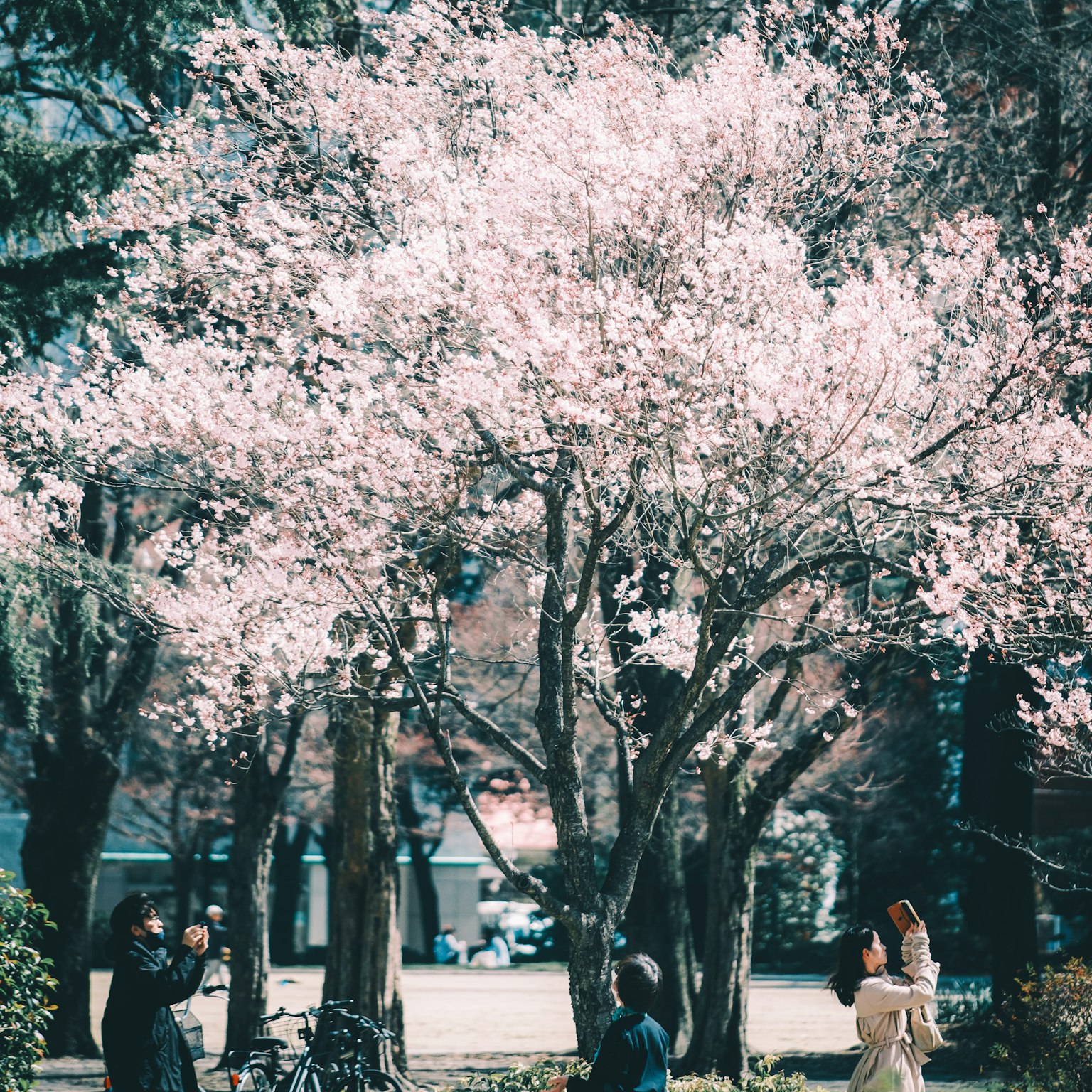 People taking photos under a cherry blossom tree with beautiful pink flowers