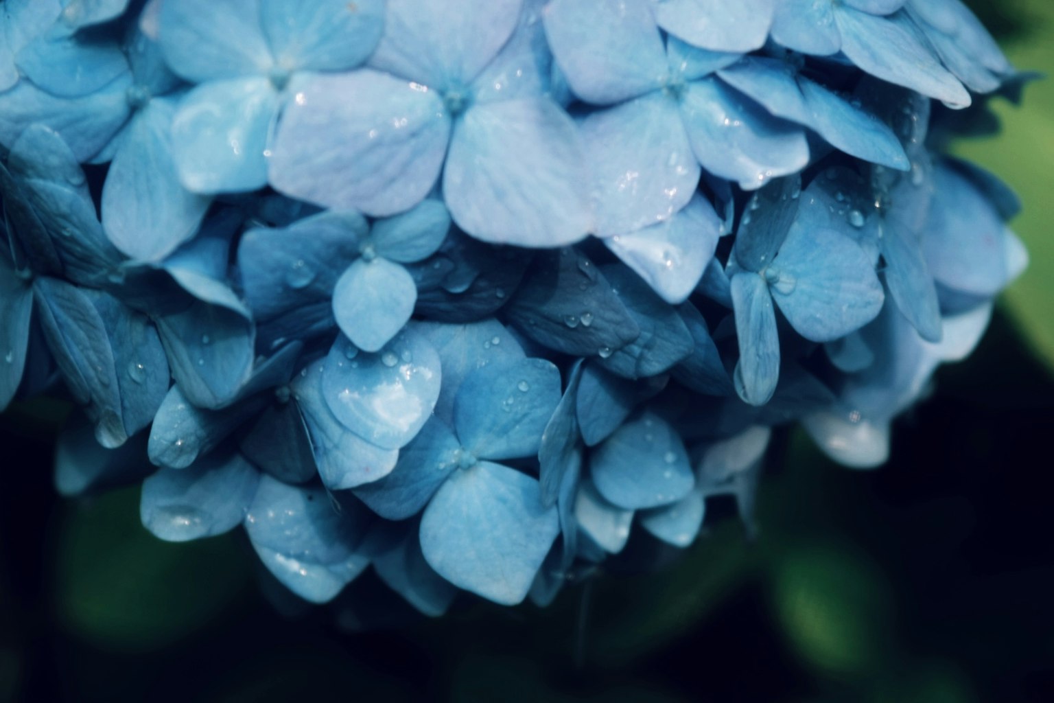 Close-up of a blue hydrangea flower with dew drops