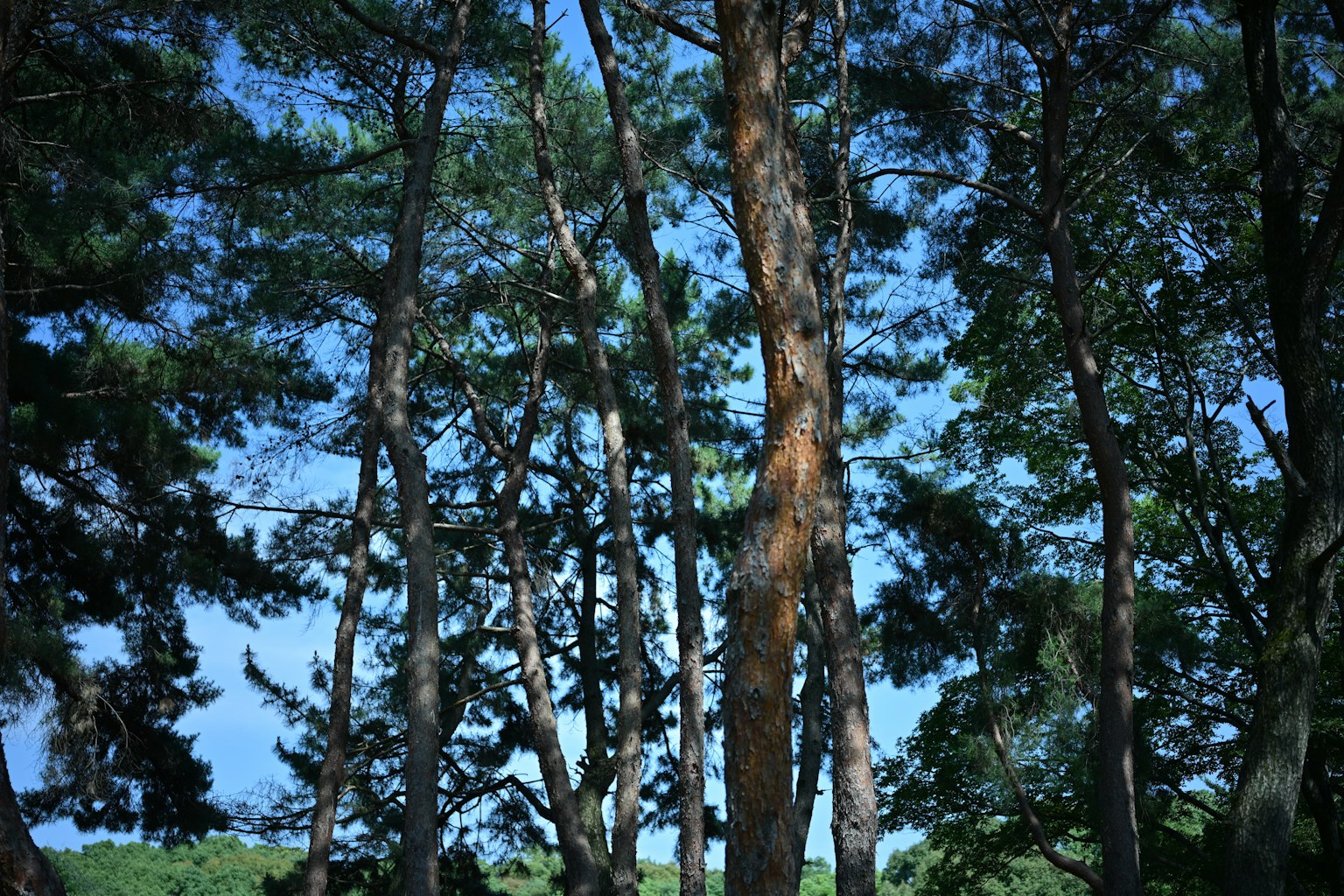 Alti pini che si ergono sotto un cielo blu chiaro