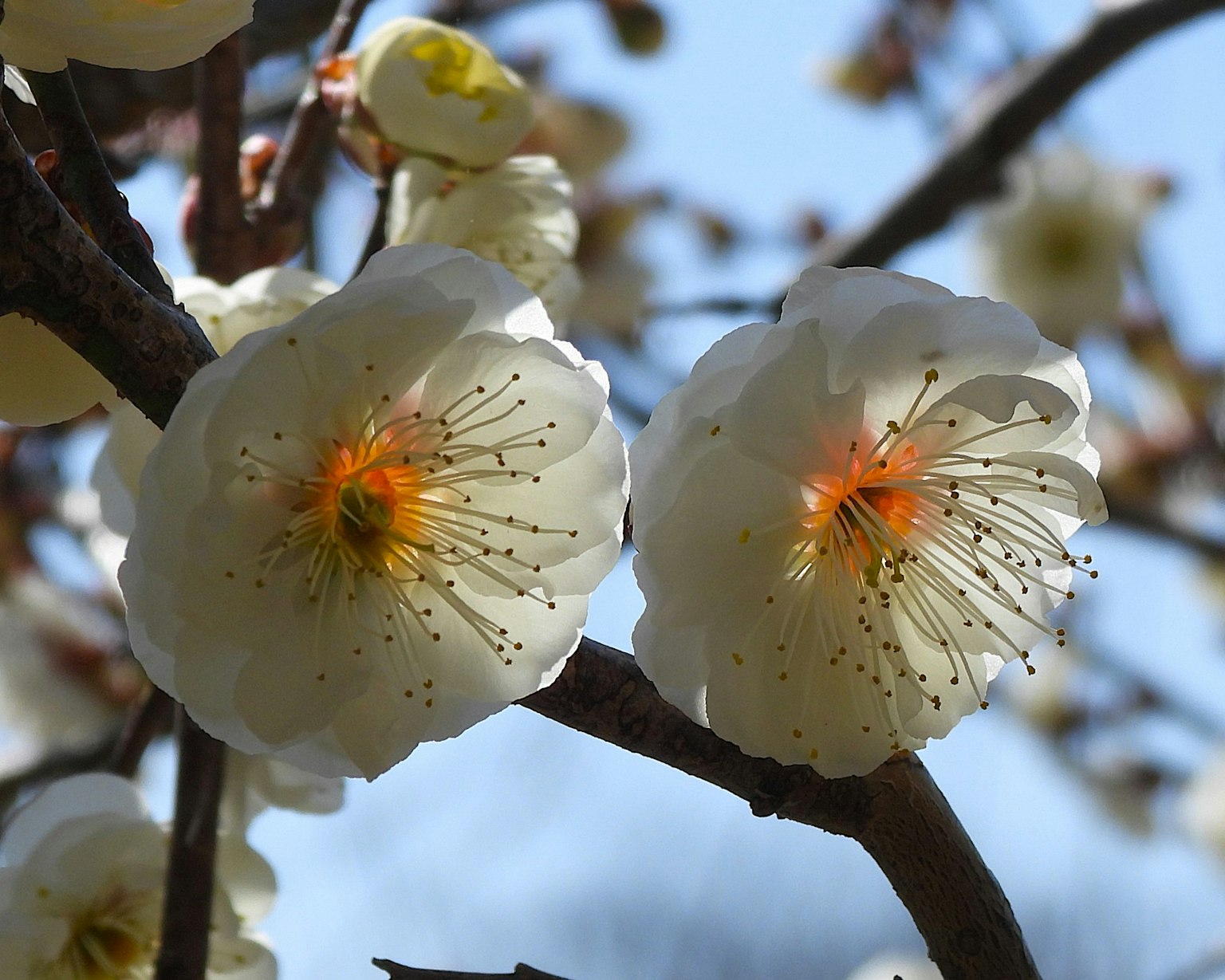 Primo piano di fiori di pruno bianchi su un ramo