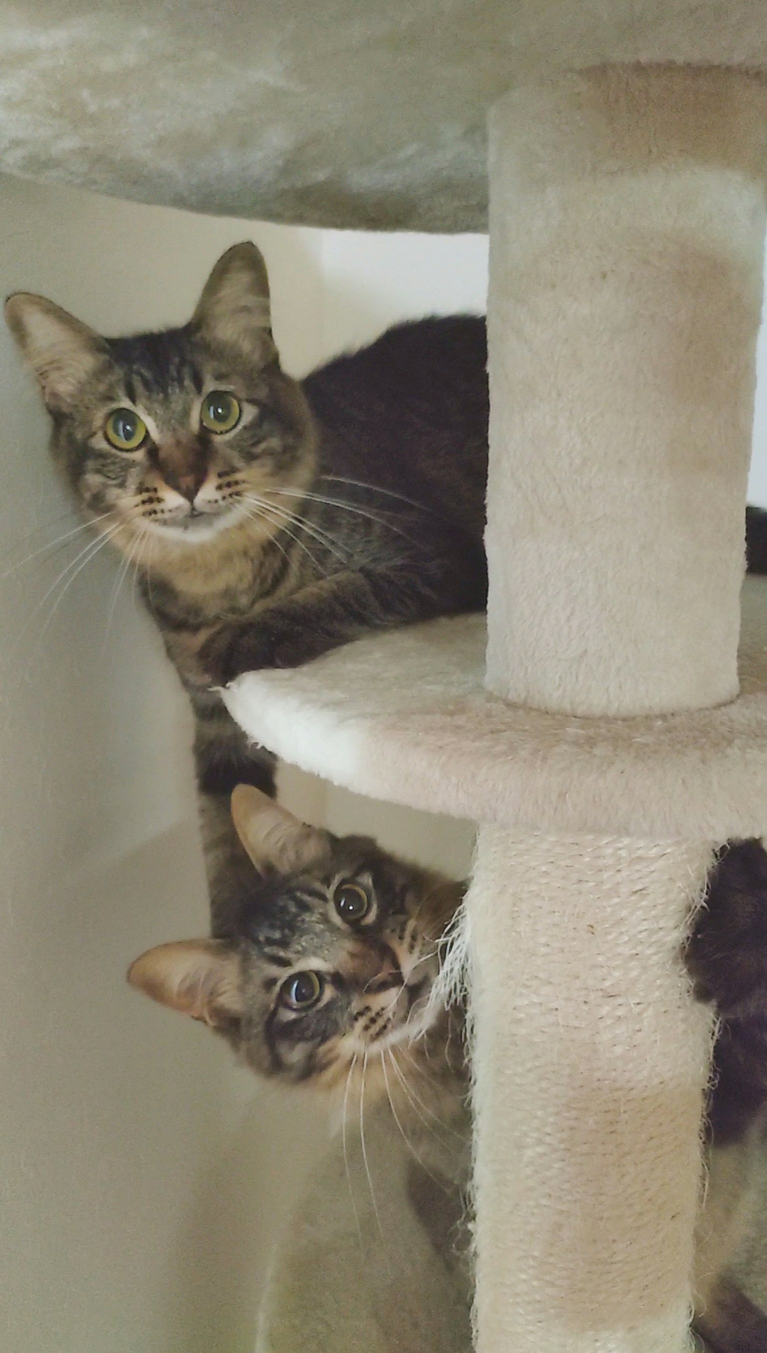 Gros plan de deux chats regardant depuis un arbre à chat
