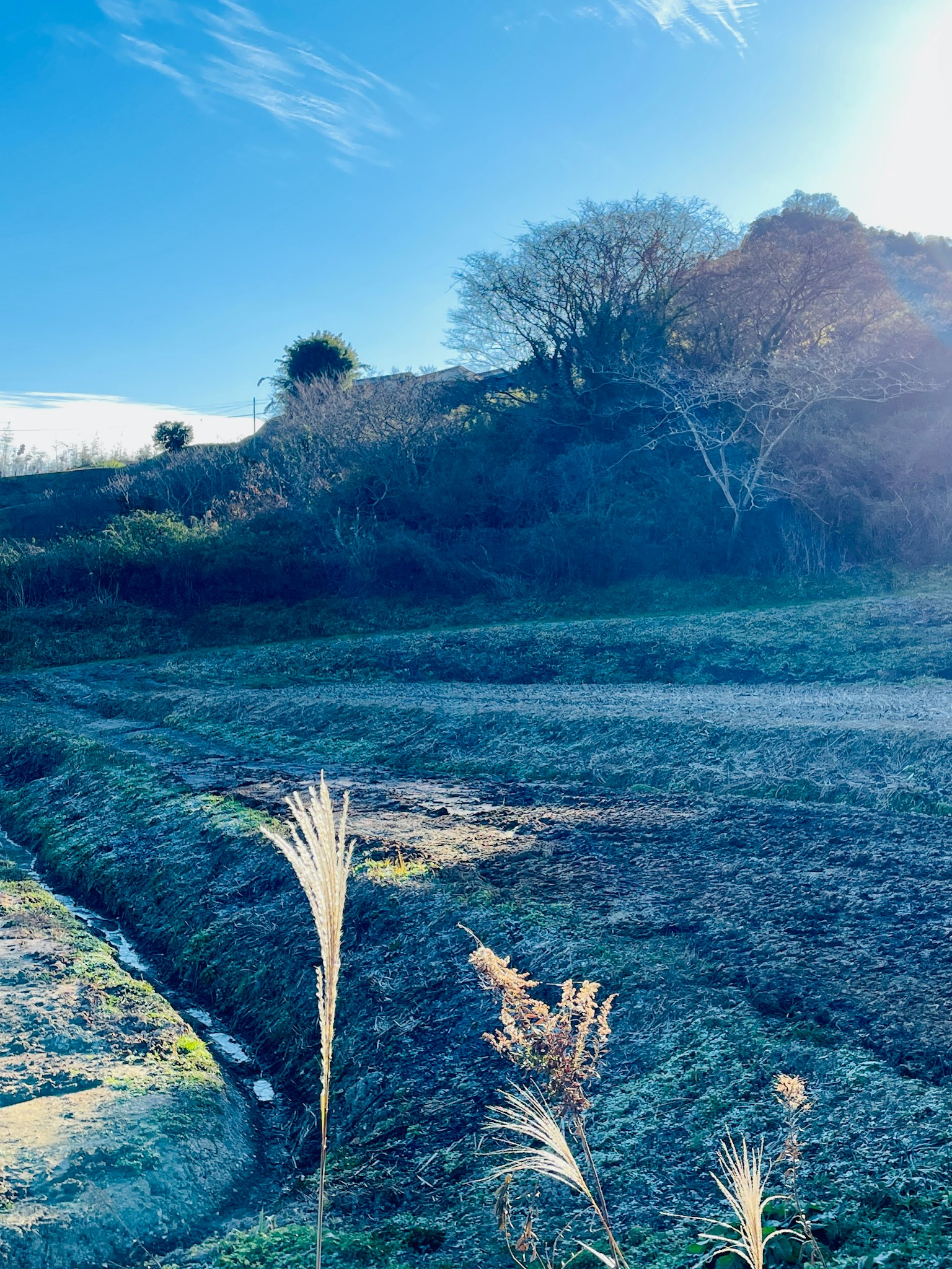 Scenic view of blue sky and grassland with scattered trees and dirt path