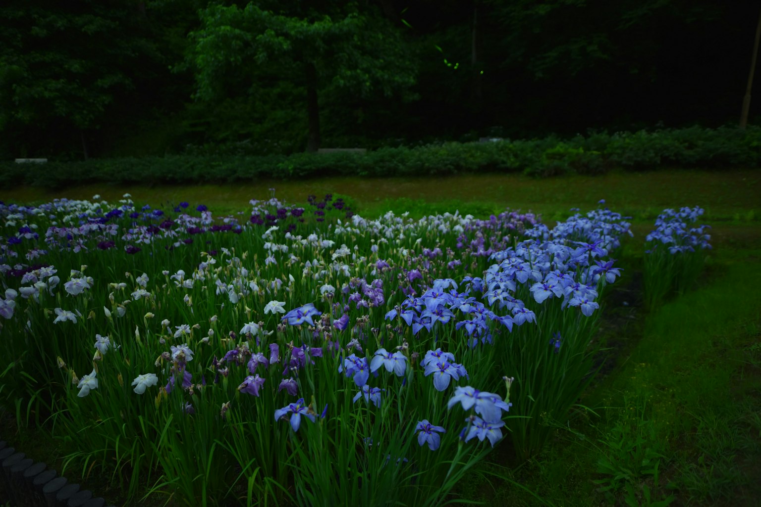 Feld mit blauen und weißen Blumen in einer ruhigen Landschaft