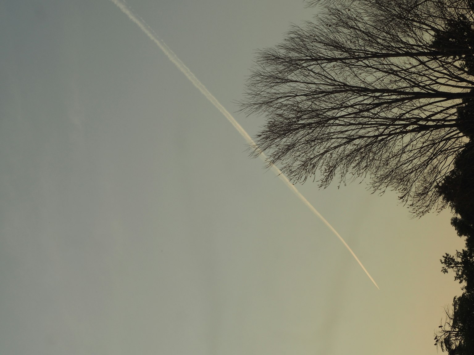 Schwach beleuchteter Himmel mit Flugzeugstreifen und Silhouette eines Baumes