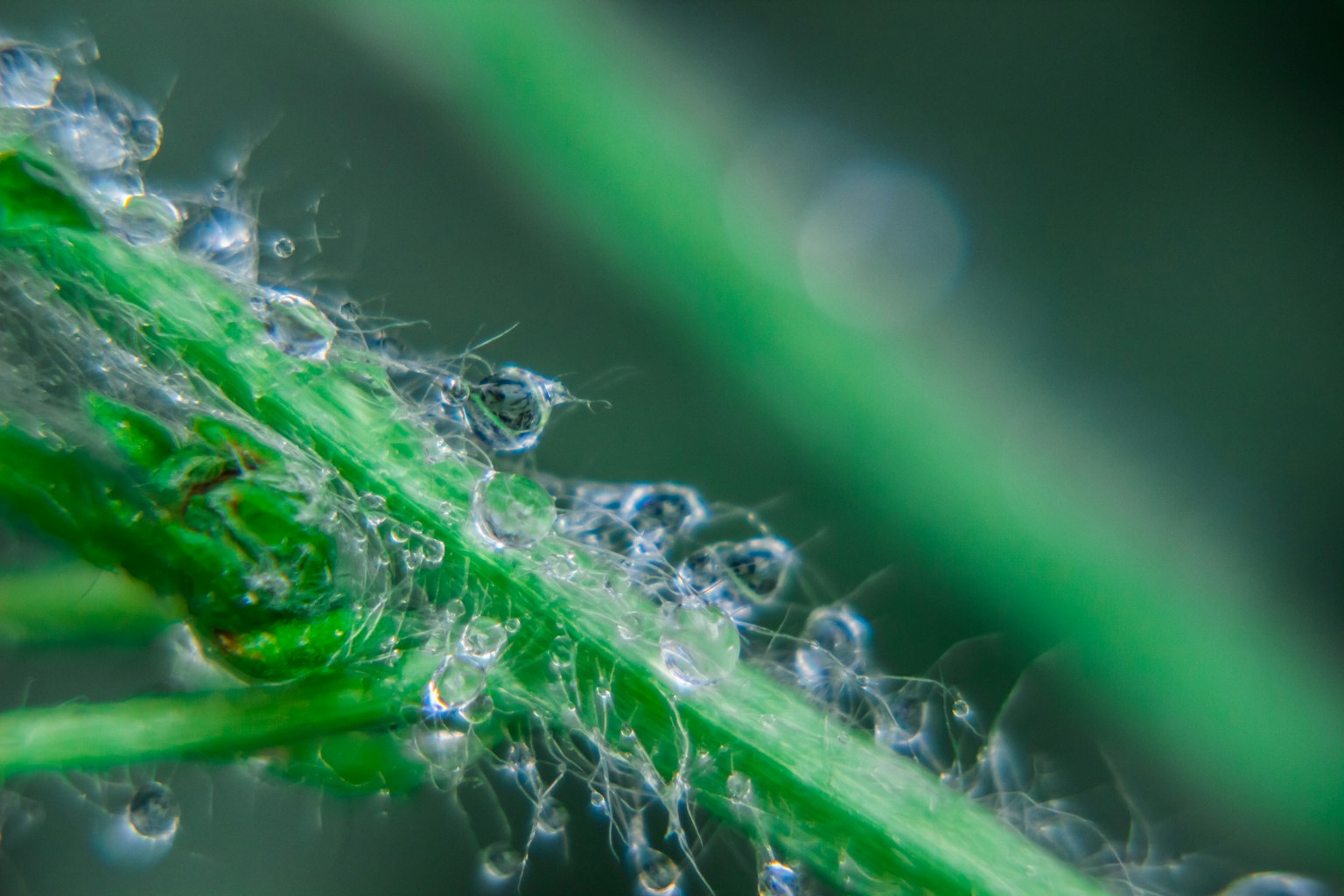 Primo piano di gocce d'acqua su una foglia verde