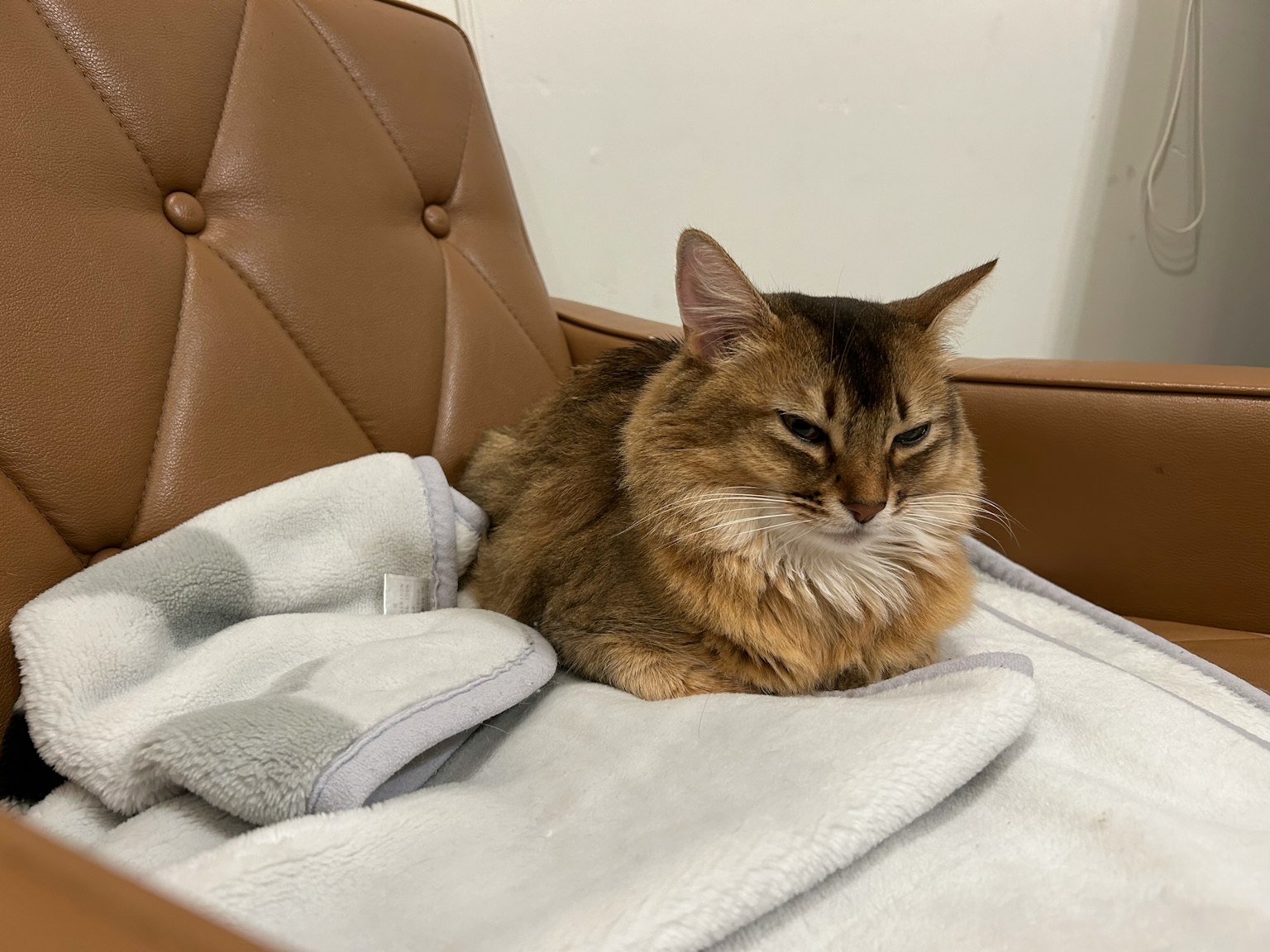 Eine braune Katze sitzt auf einer Decke auf einem orangefarbenen Stuhl