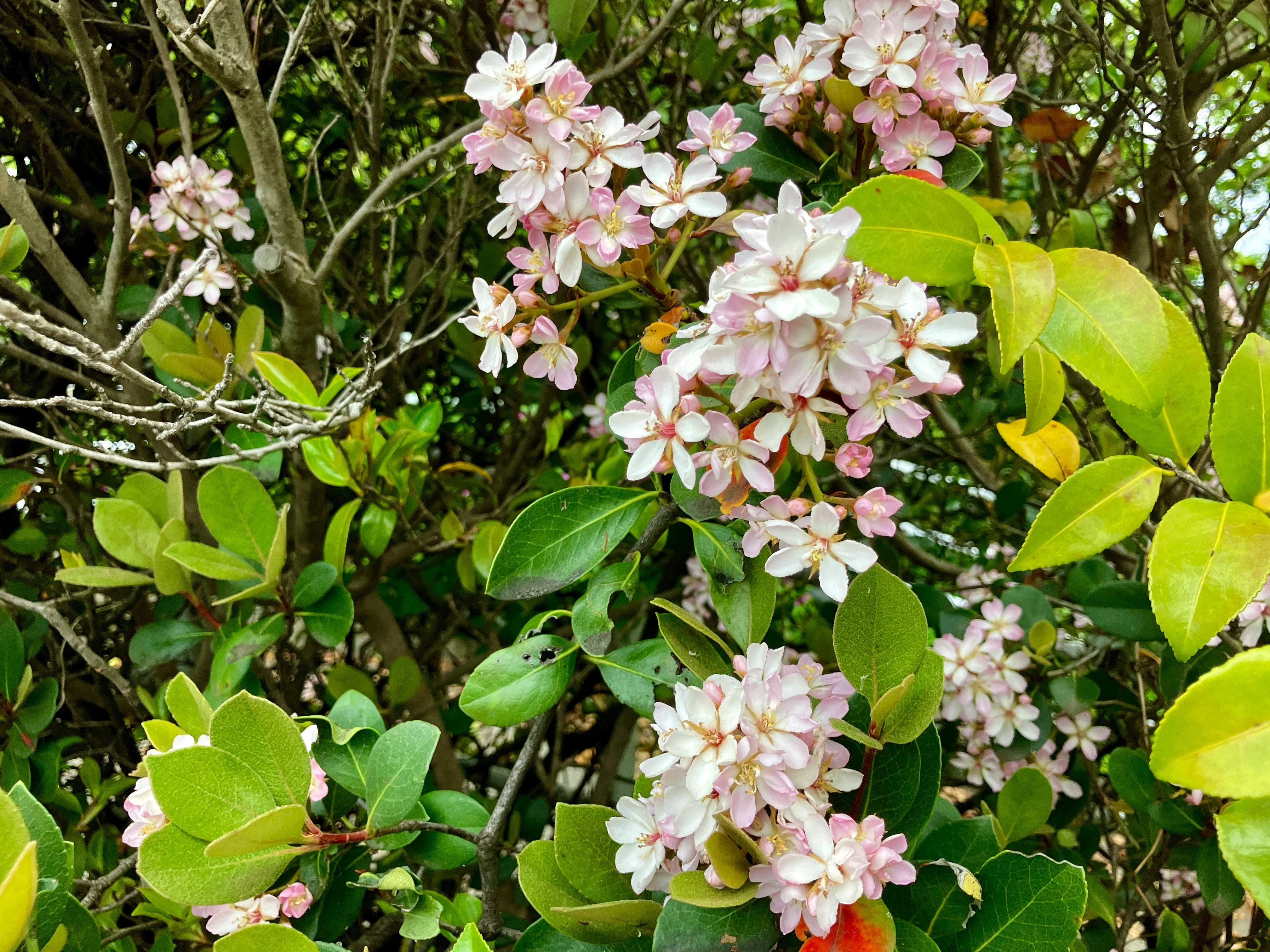 花が咲く緑の枝先のクローズアップ