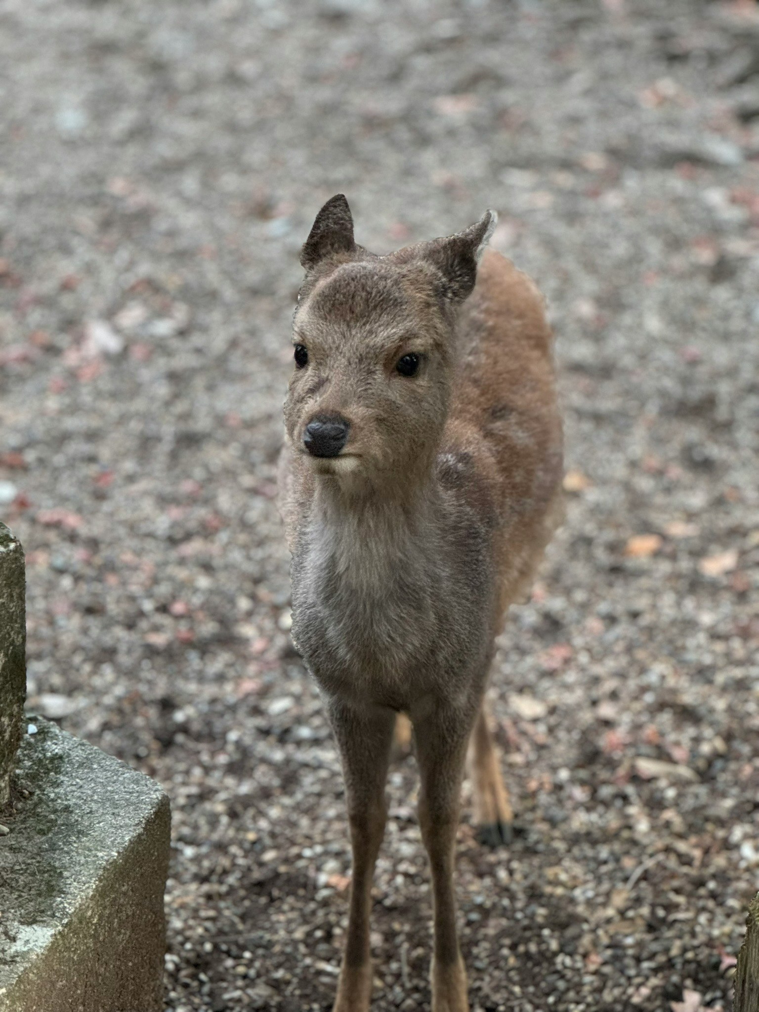 A small deer standing on the ground