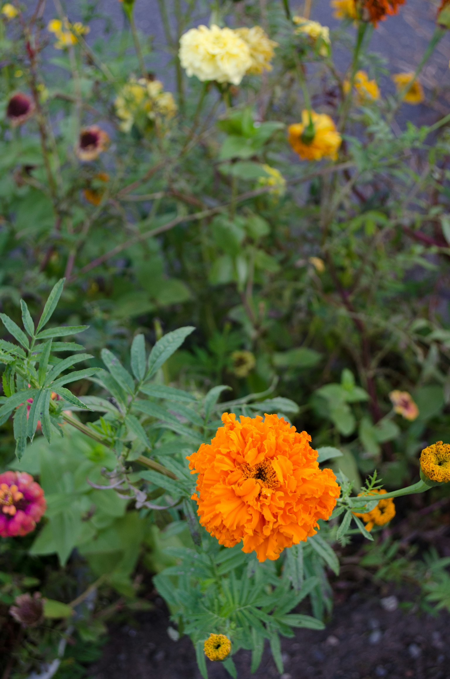 Marigold oranye cerah di latar depan dengan bunga kuning dan merah di latar belakang