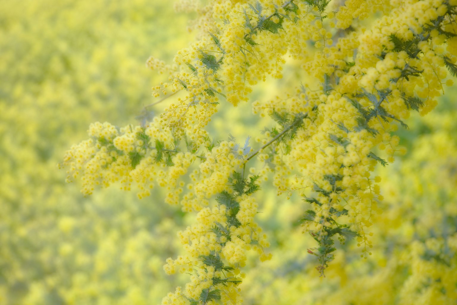 ภาพระยะใกล้ของพืชที่มีดอกไม้สีเหลืองและพื้นหลังเบลอที่นุ่มนวล