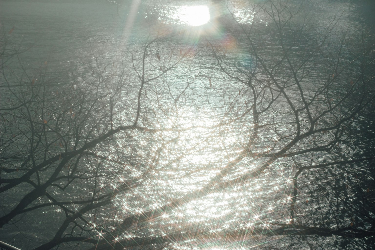 Reflet de lumière sur une surface d'eau brumeuse avec des branches en silhouette