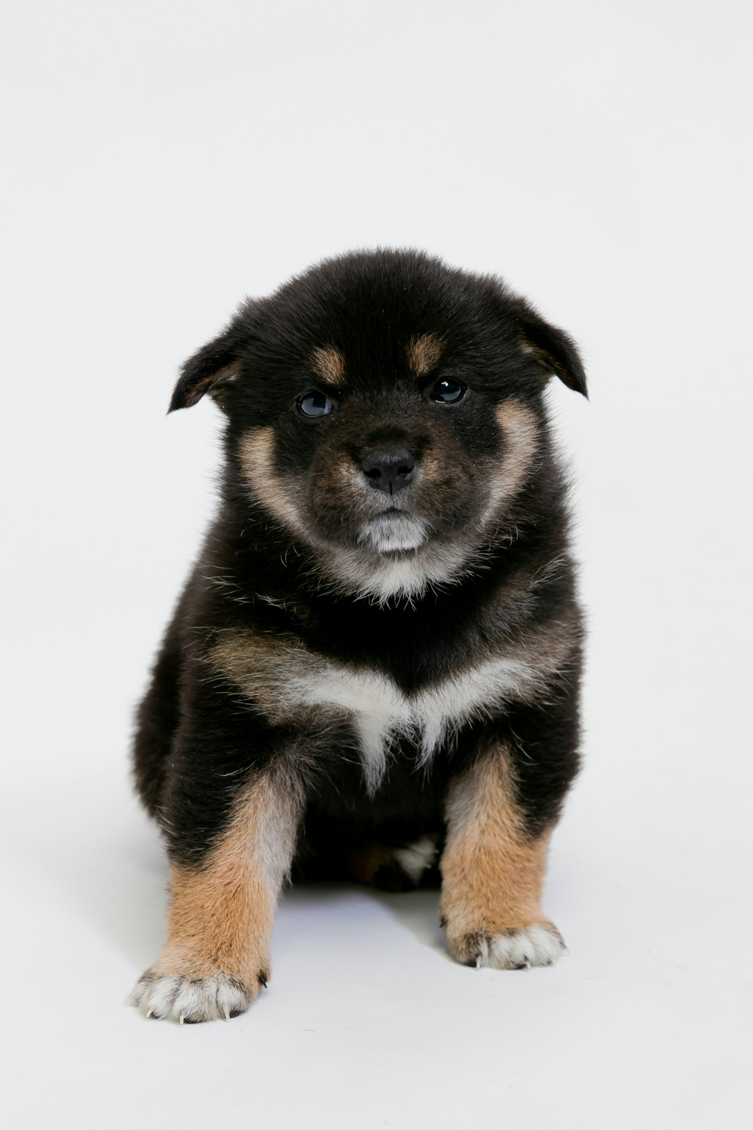 Cachorro de Shiba Inu con pelaje negro y marcas marrones sentado