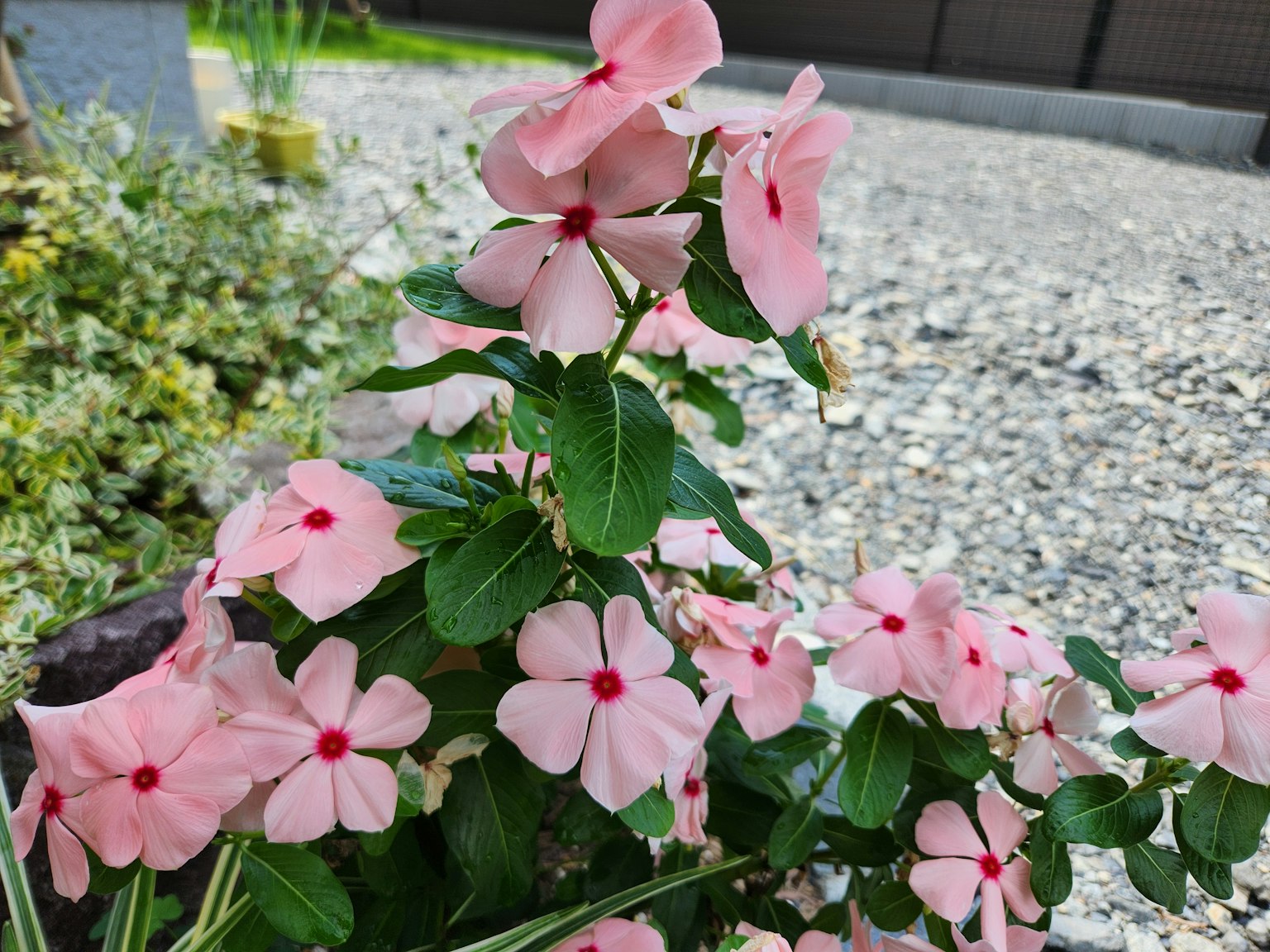 藕荷花的植物在石头表面盛开
