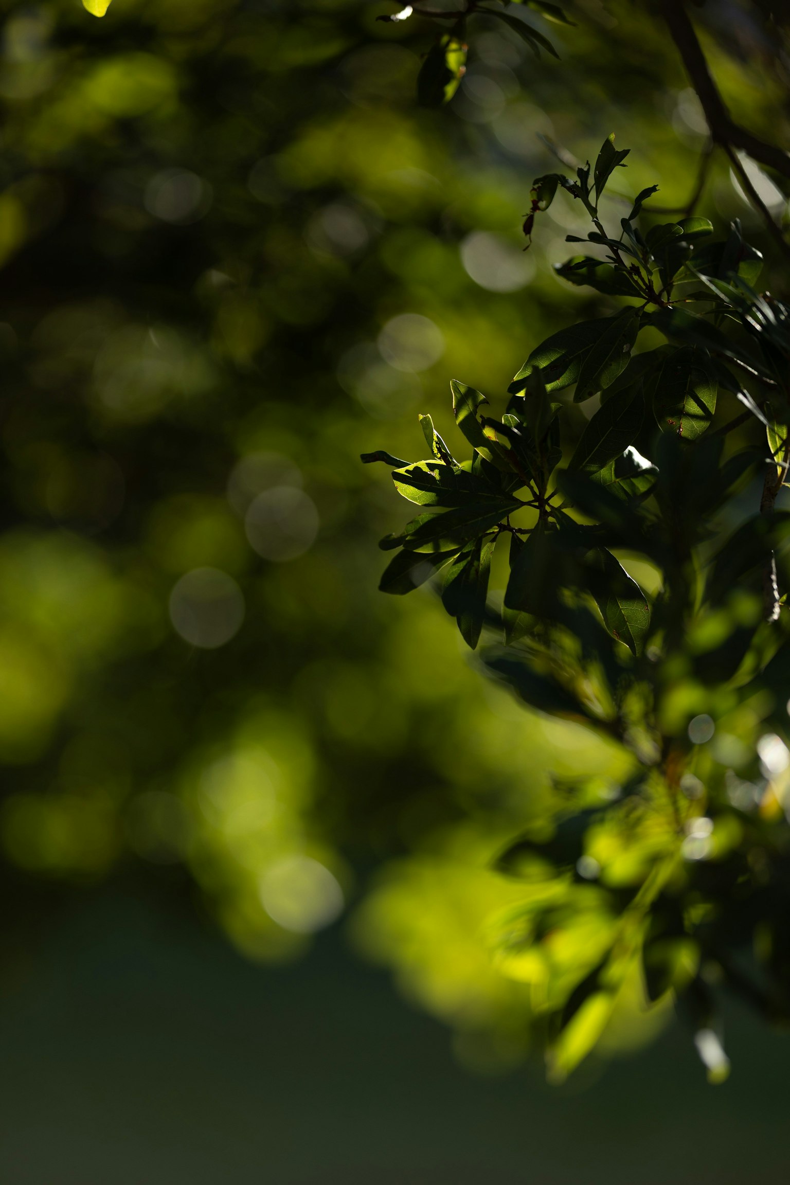 Blurred background with vibrant green leaves creating a natural ambiance