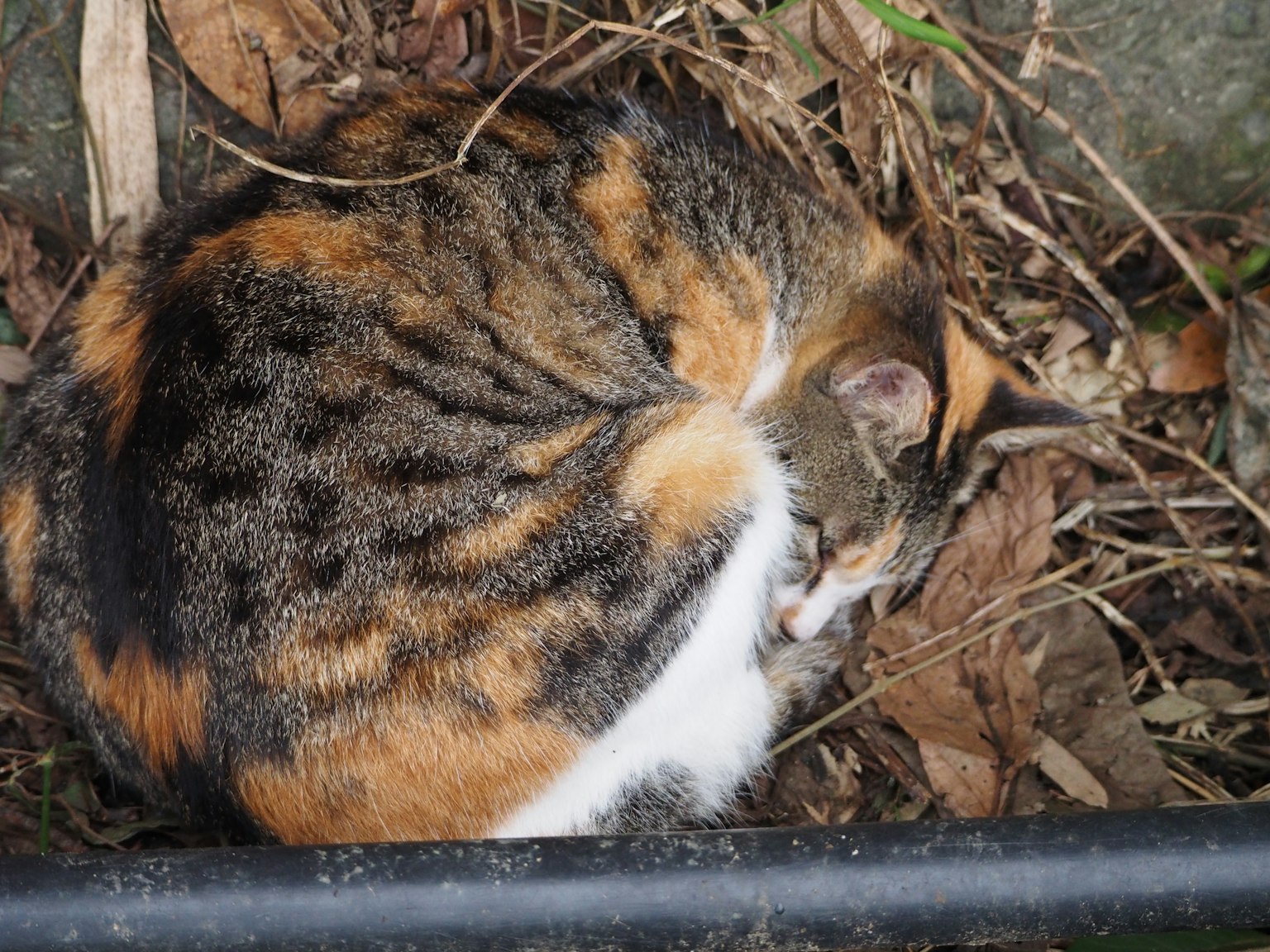 Un chat tricolore enroulé dormant parmi des feuilles sèches