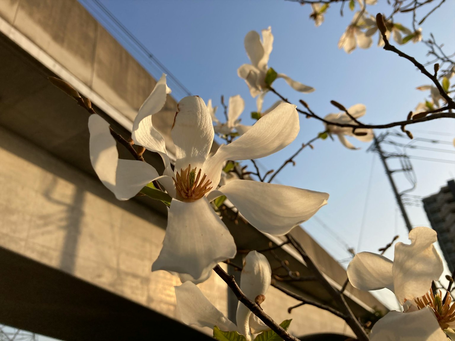 Hoa trắng nở trên cành dưới bầu trời xanh