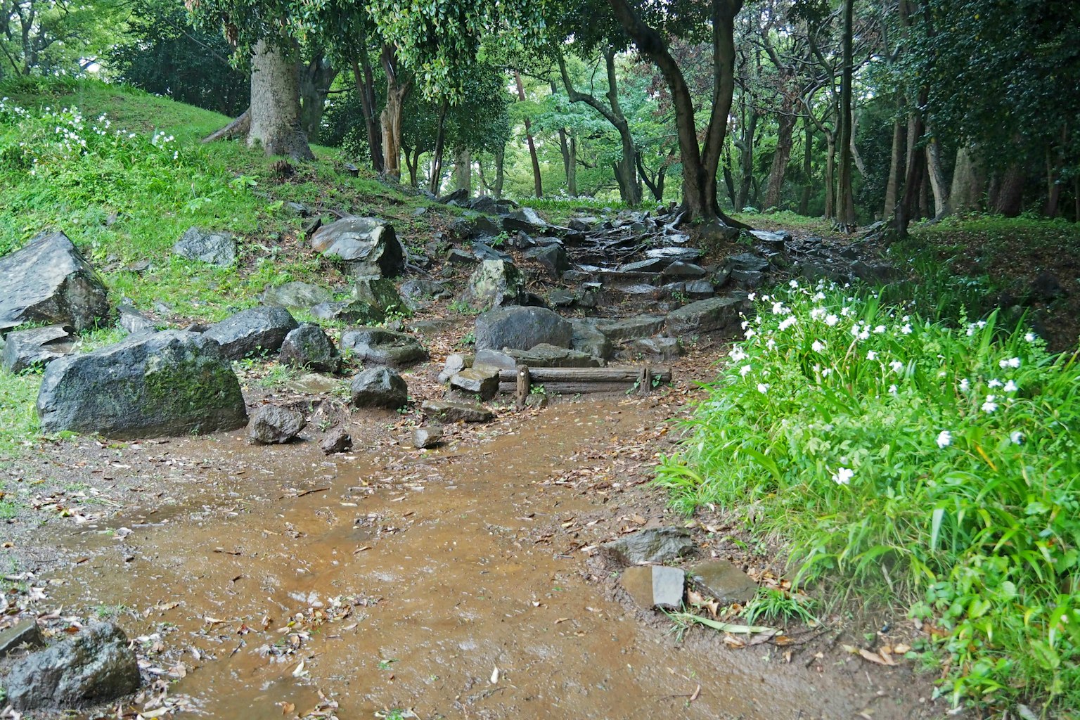 Ein malerischer Weg umgeben von grünem Gras und blühenden weißen Blumen mit sichtbaren Steinen