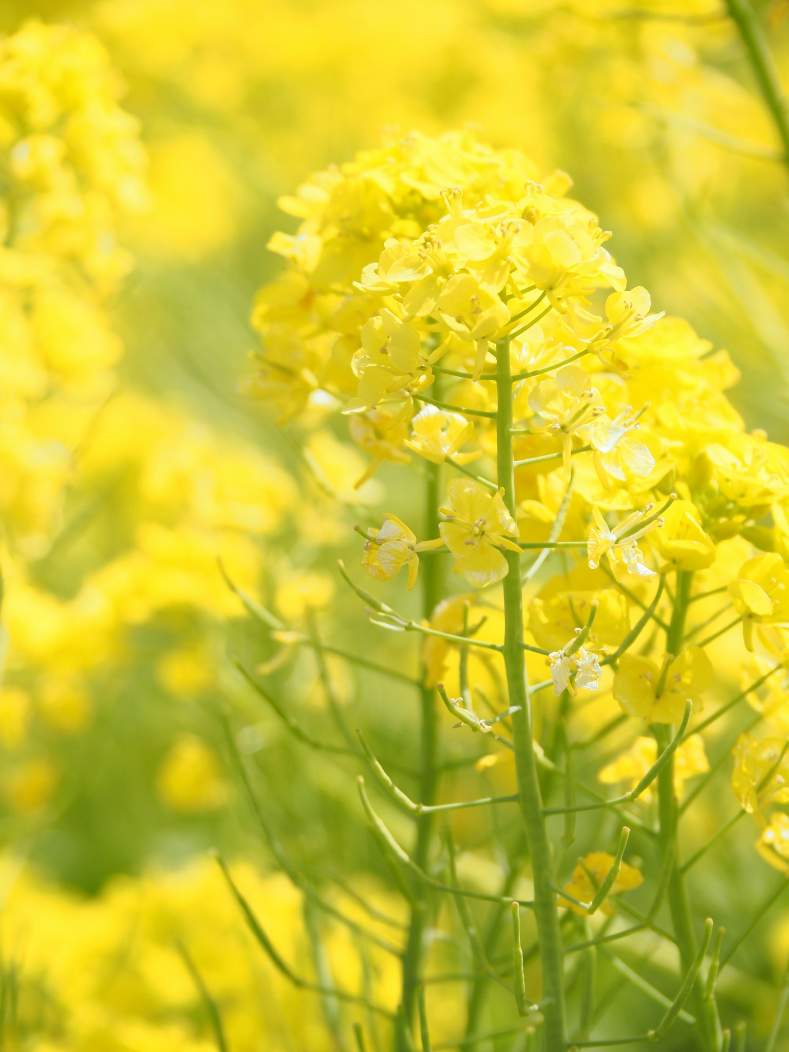 Close-up of yellow flowers in a field