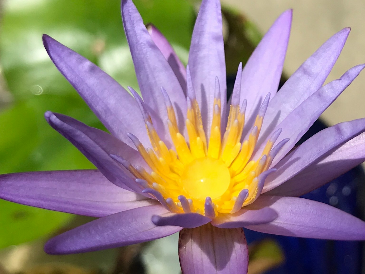 ดอกบัวสีน้ำเงินสวยงามที่มีกลีบดอกสีม่วงและเกสรสีเหลืองสดใส