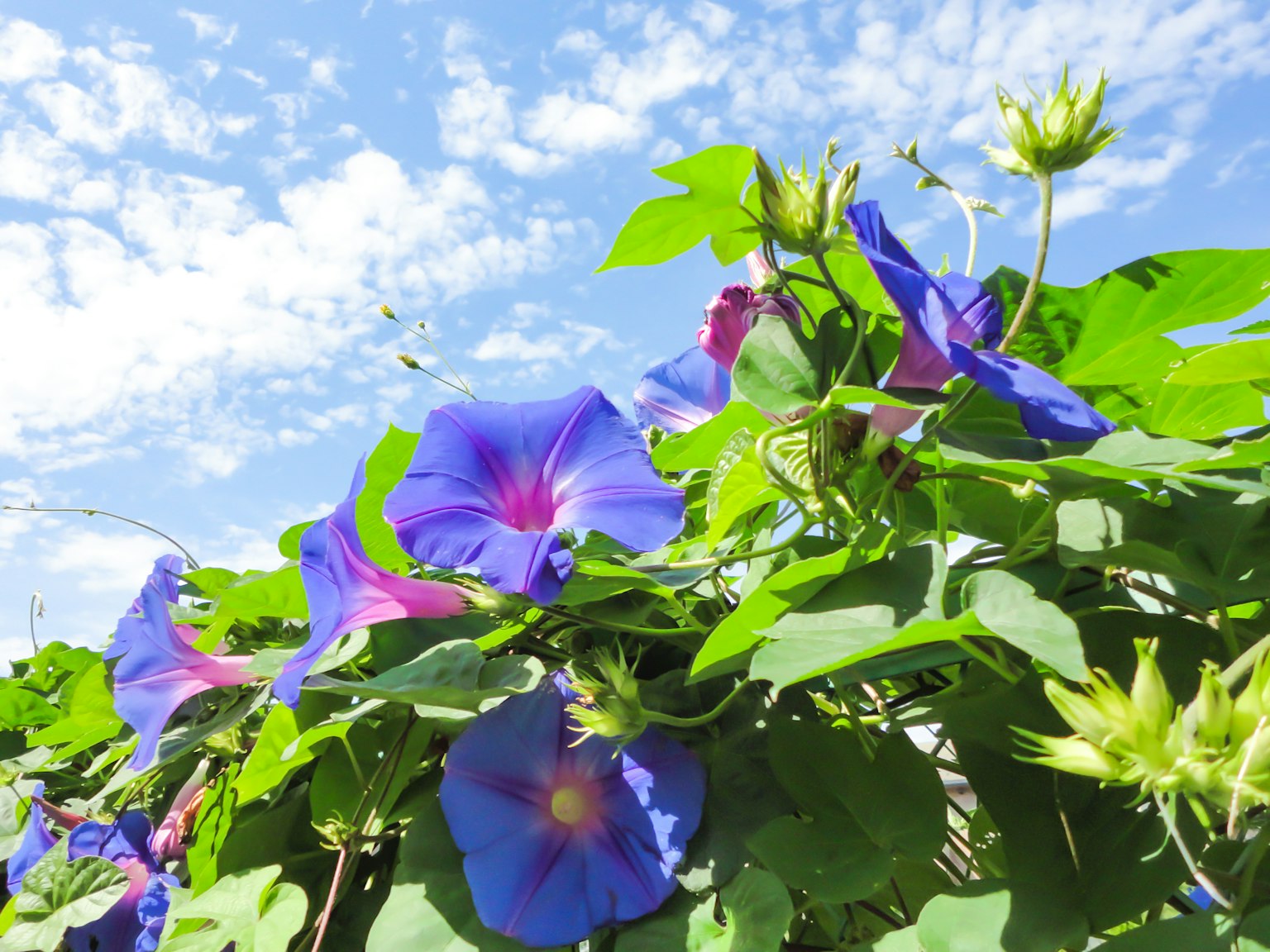 Fleurs de gloire du matin violettes avec des feuilles vertes sous un ciel bleu