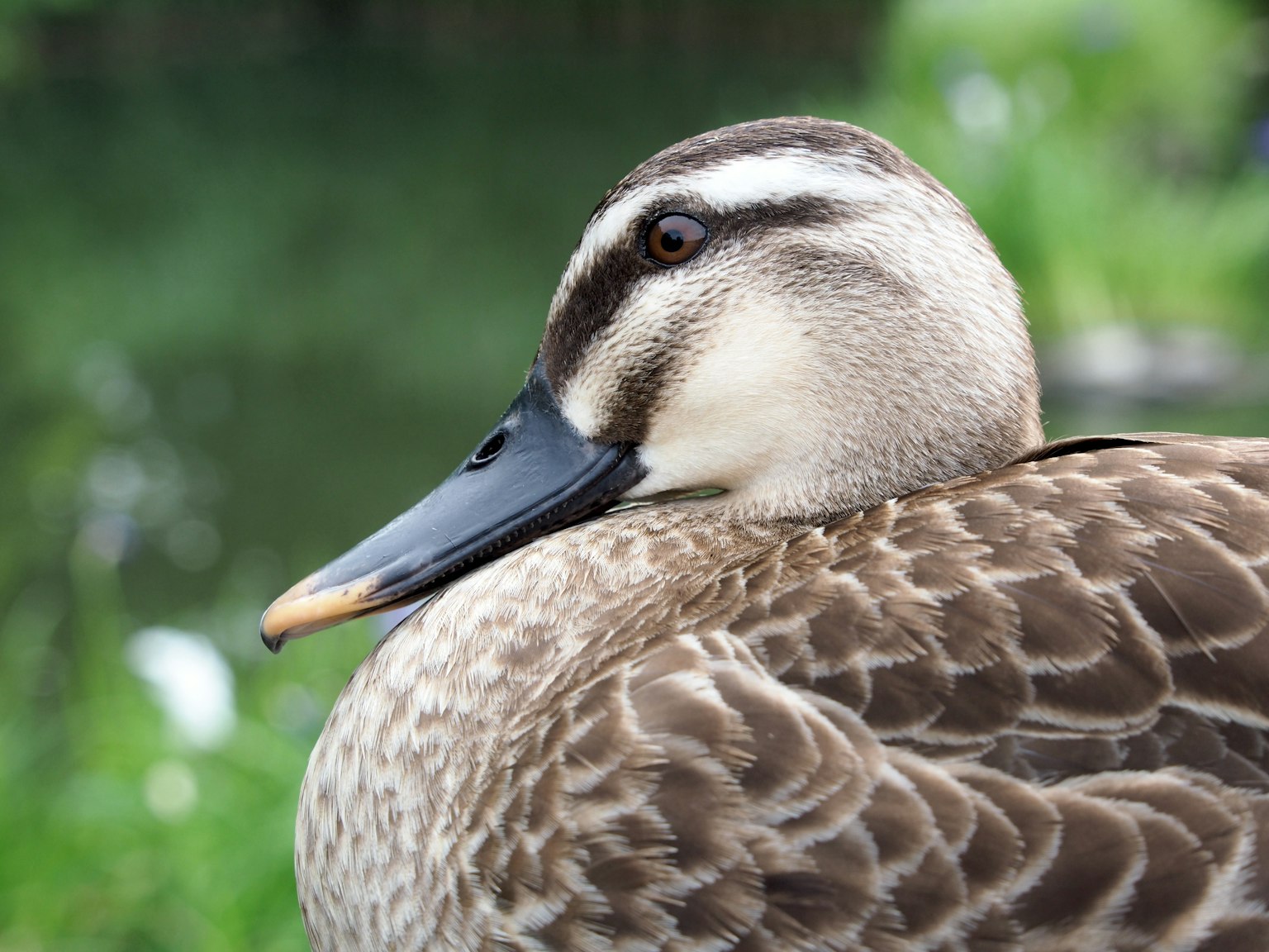 Nahaufnahme einer Ente am Wasser mit schönen Federn und glatter Haut