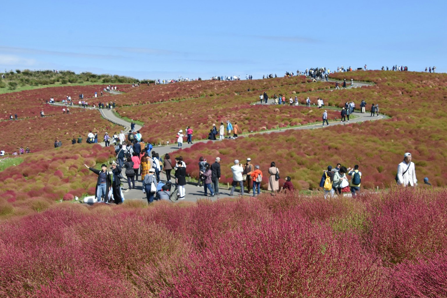 Un campo vibrante con persone che camminano lungo sentieri circondati da piante rosa