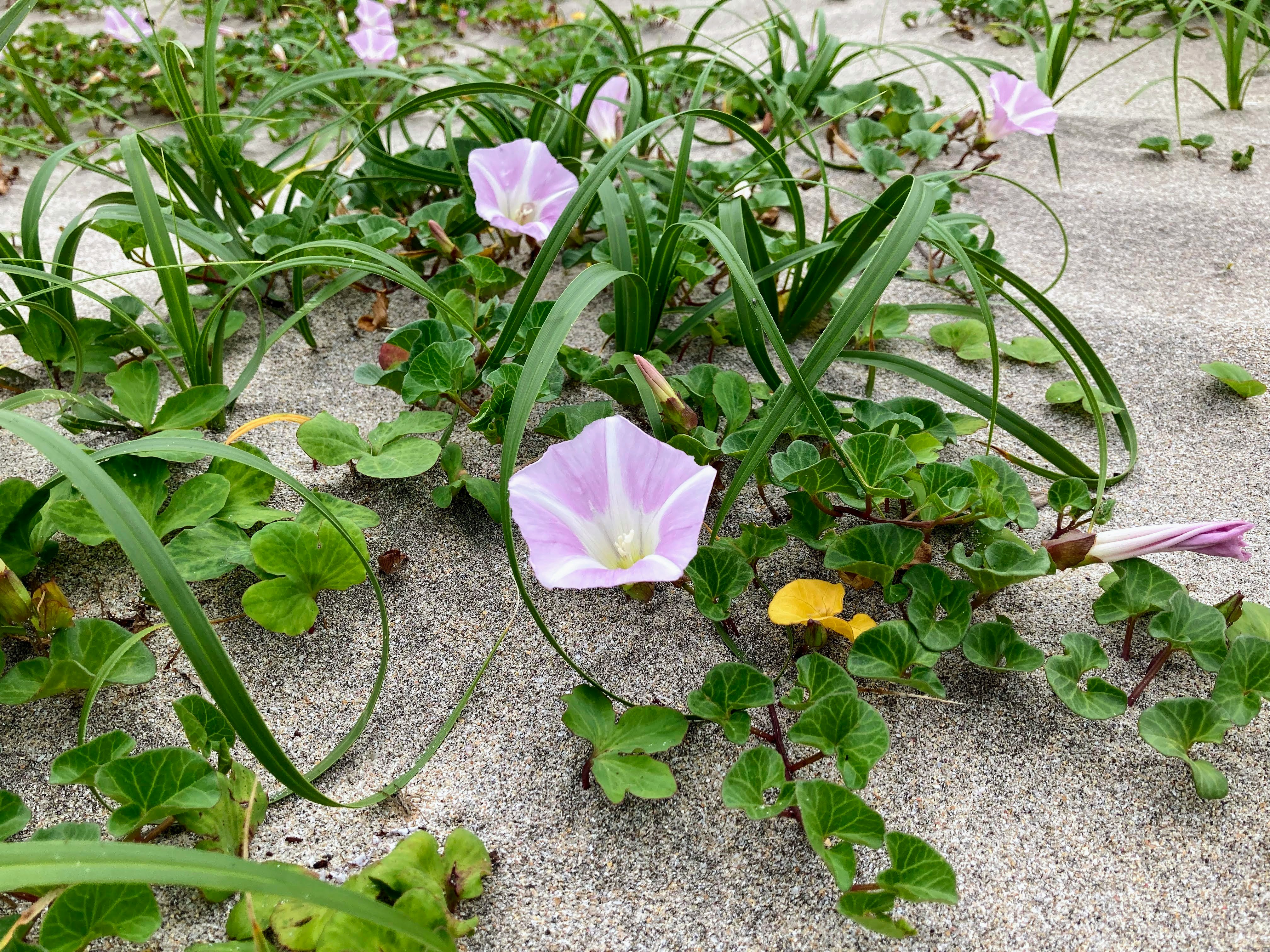 海邊沙地上的牽牛花（喇叭花）