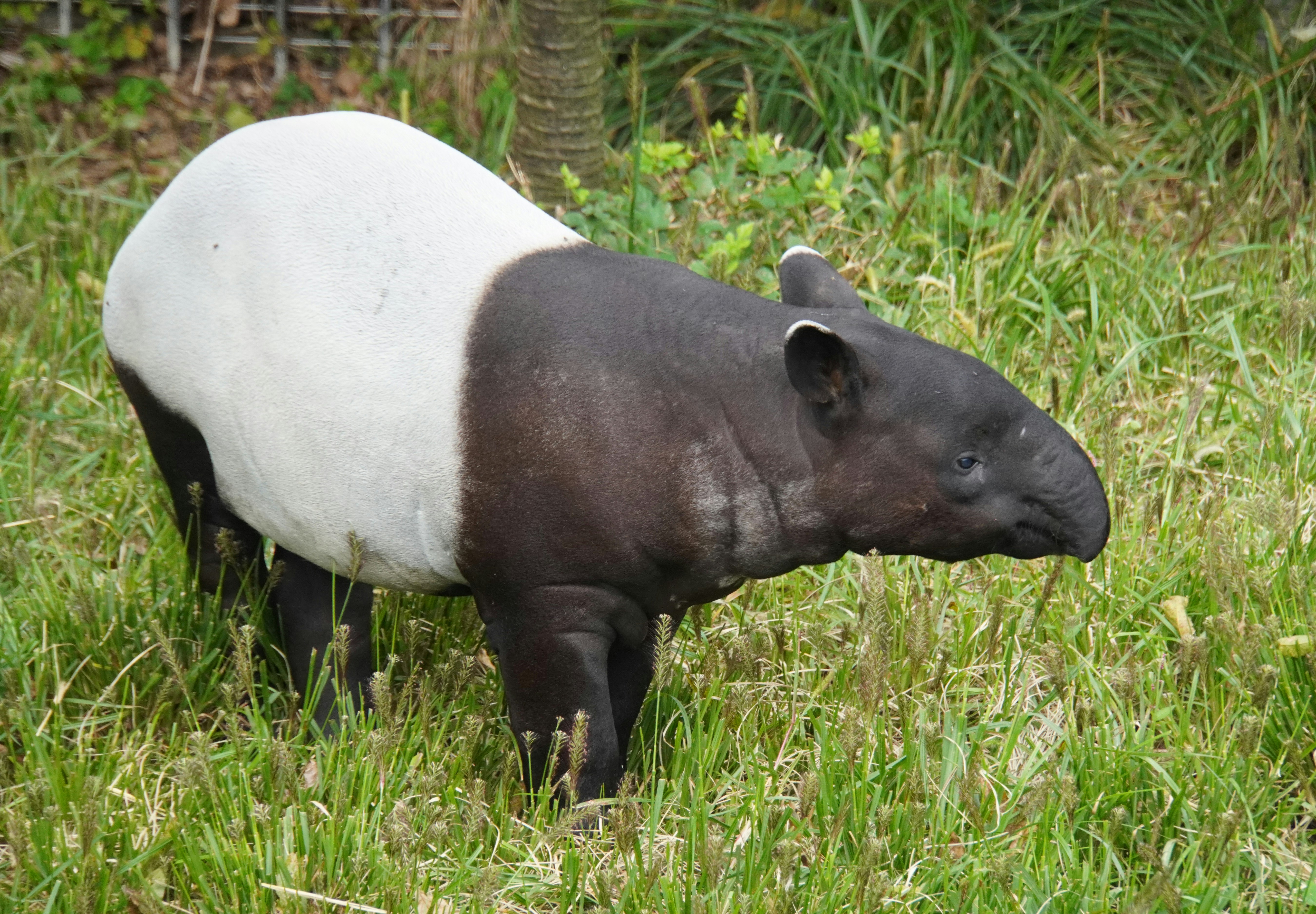 un animal grande tipo tapir caminando sobre el pasto