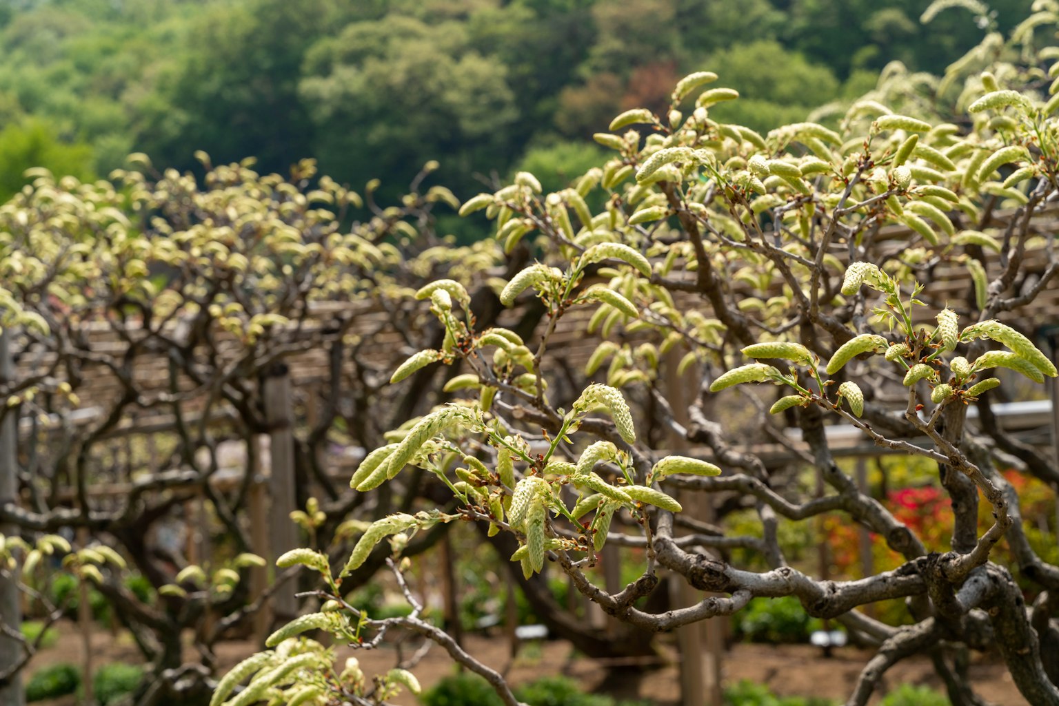 Landschaft von Bäumen mit frischen grünen Knospen